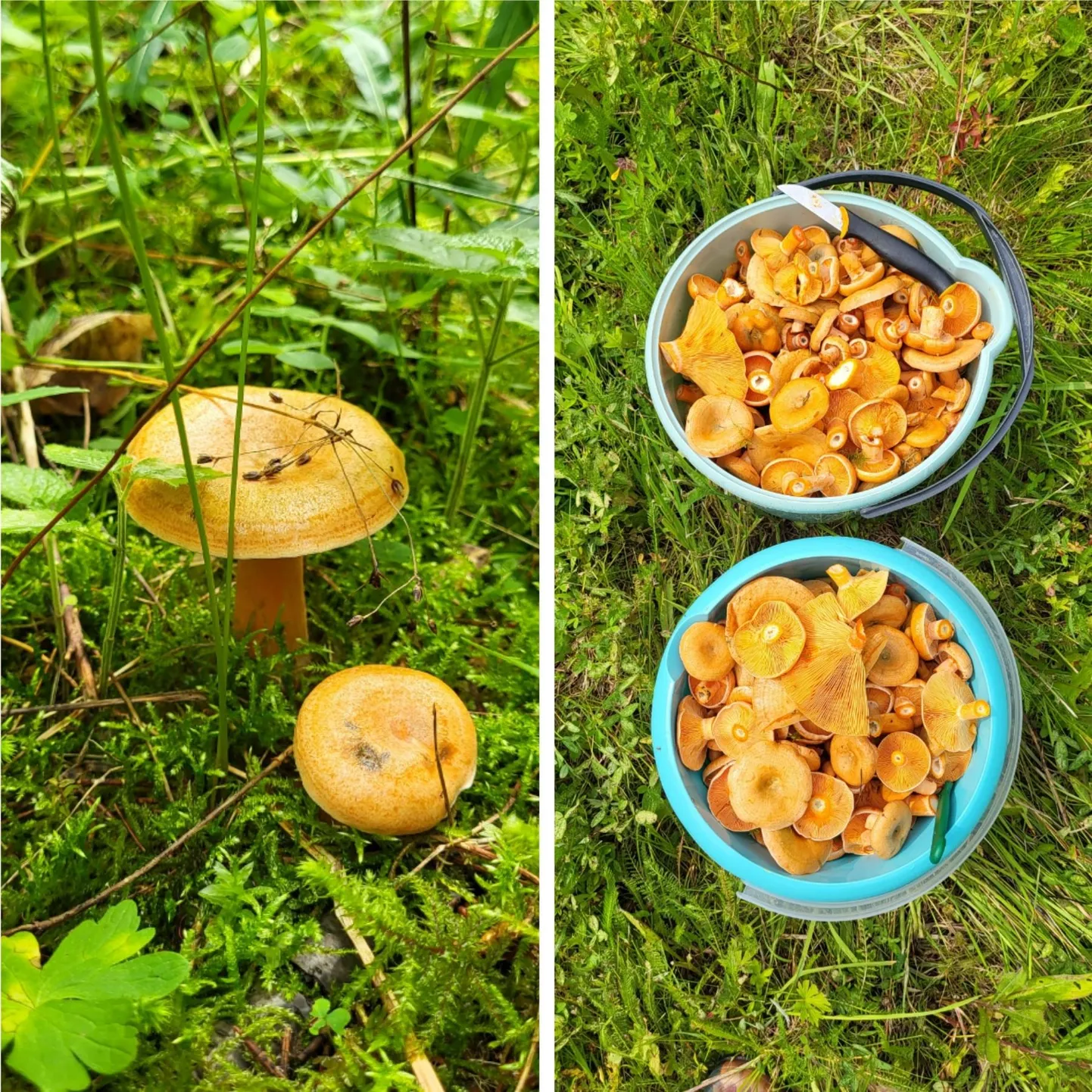 Kuuseriisikaid oli metsa all hulgi.