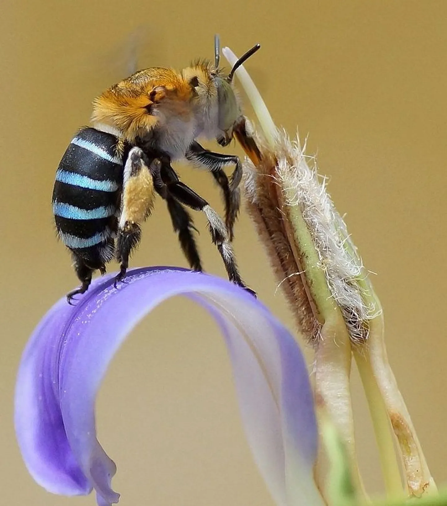 Amegilla cingulata