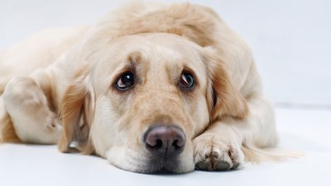 Vet warns against five common practices with dogs