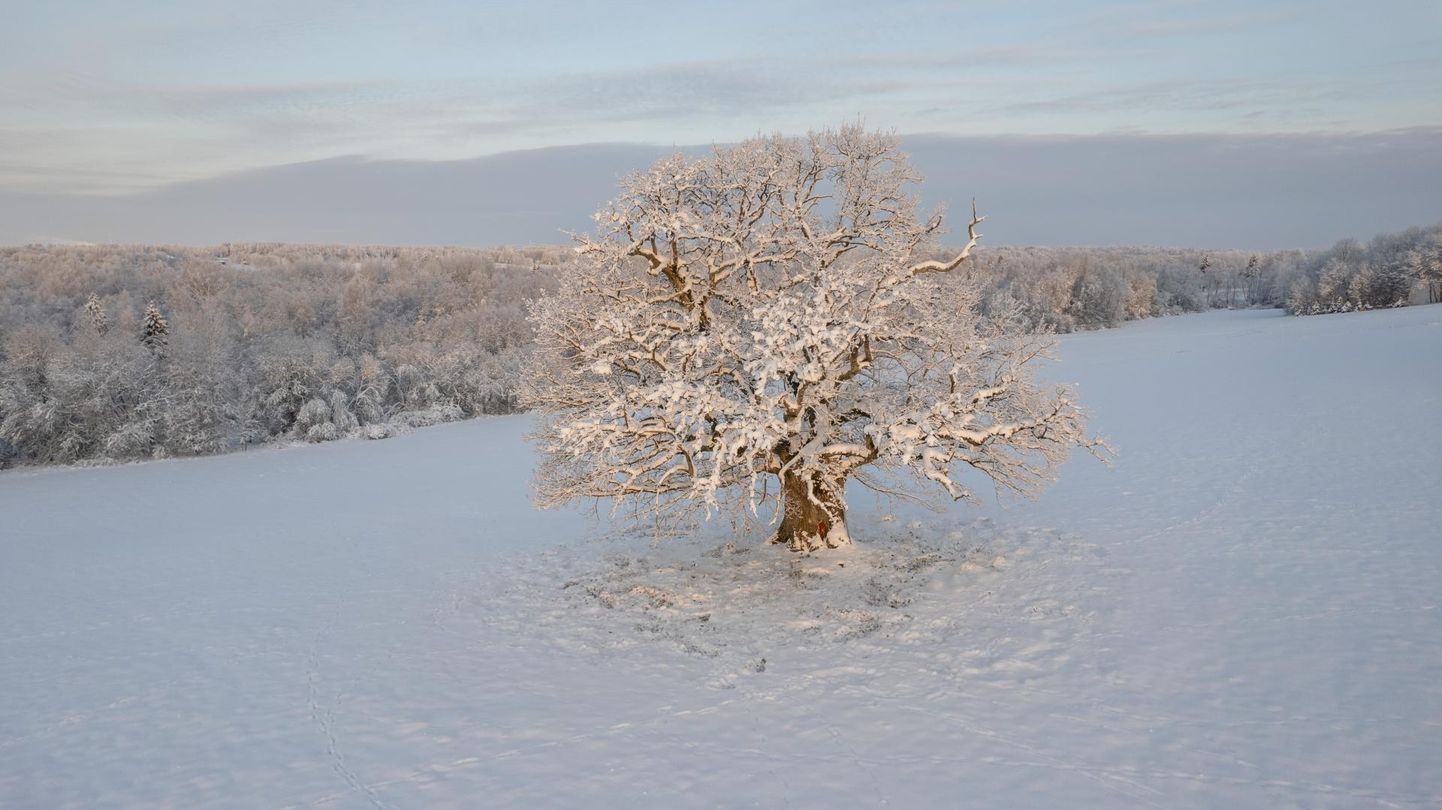 Eesti aasta puuks valiti Viljandi lähedal kasvav Viiralti tamm.