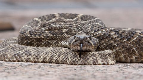 Житель Флориды решил поцеловать гремучую змею