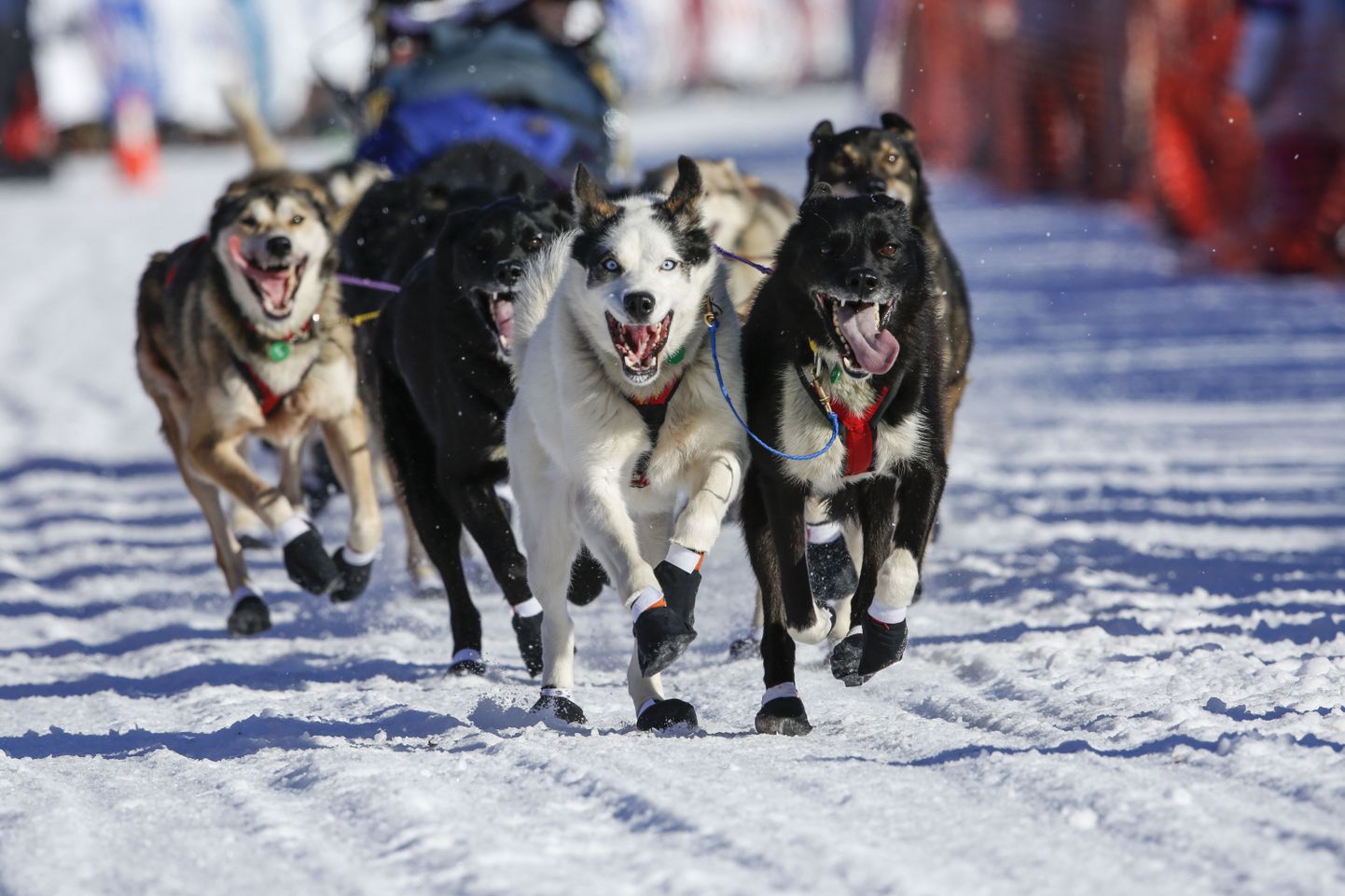 Alaska koerarakendite võiduajamine Iditarod