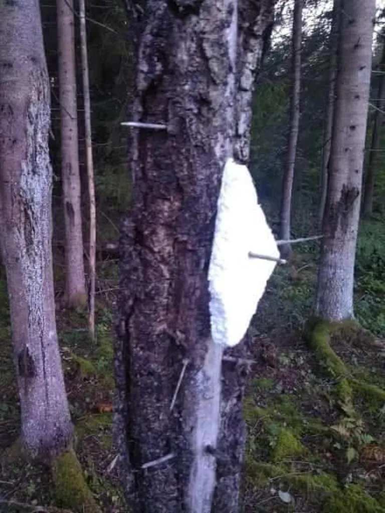 Ümbruskonna puud olid märgistatud. FOTO: