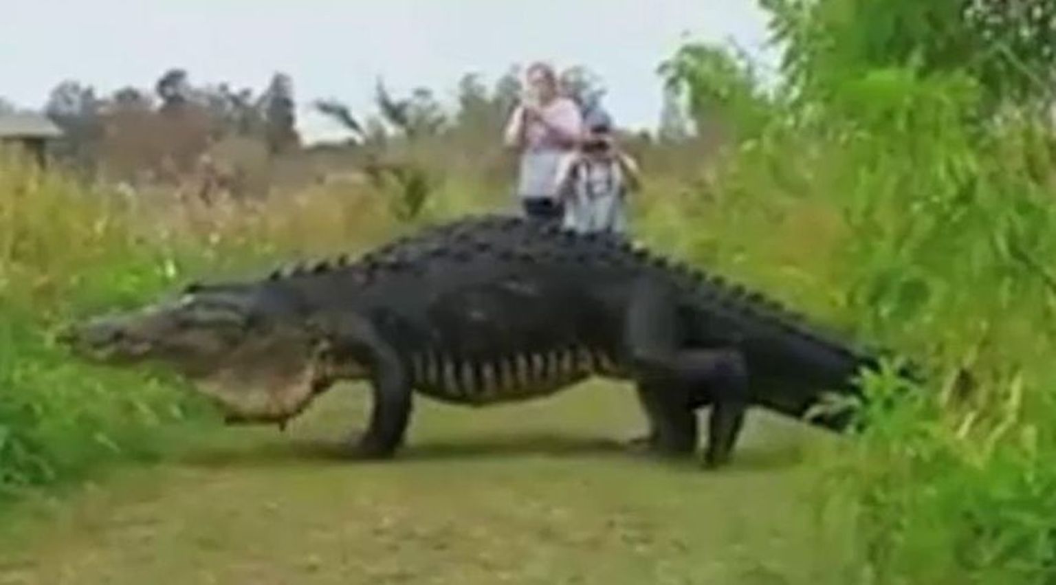 Florida alligaator