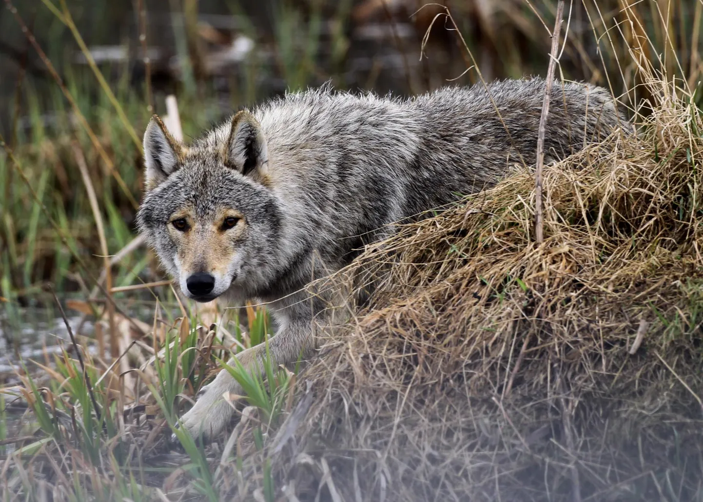 Hunt. Foto on illustreeriv.