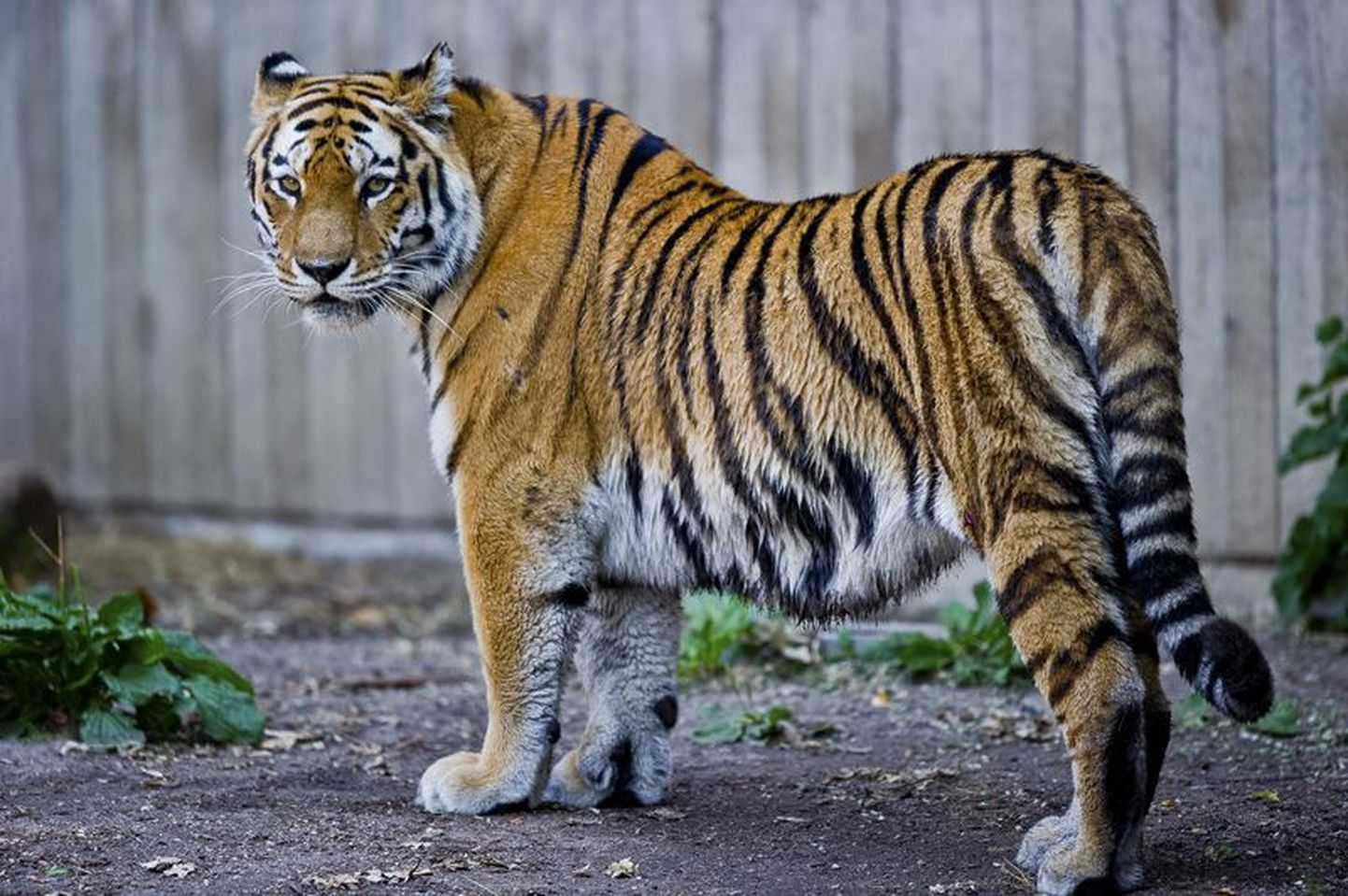 24. juuli - üleilmne tiigrite päev