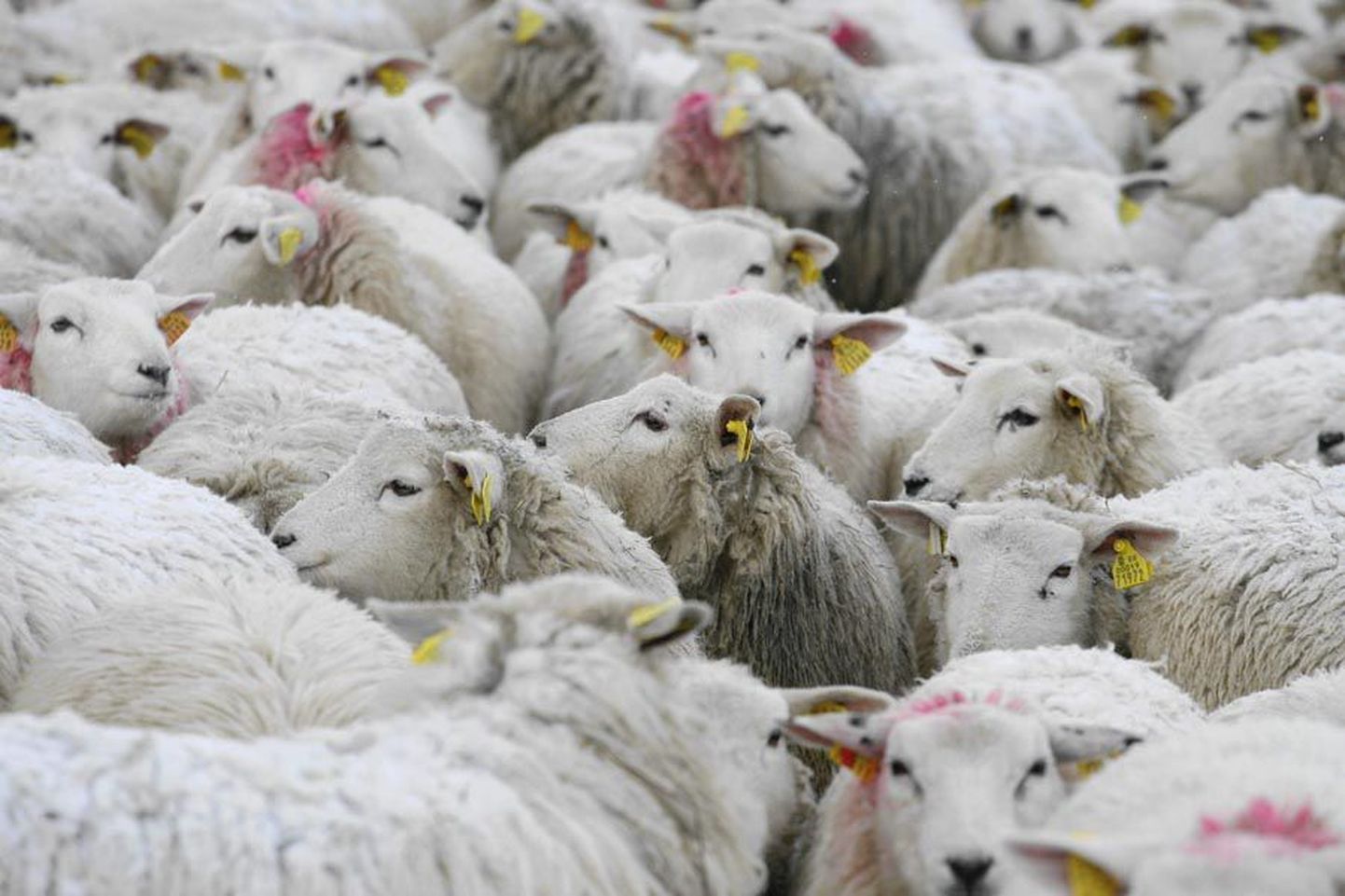 Teisipäevast on Viljandi muuseumis avatud näitus «Lase minu lambad laialt käia... Lambamaastikud Eestis ja Euroopas».