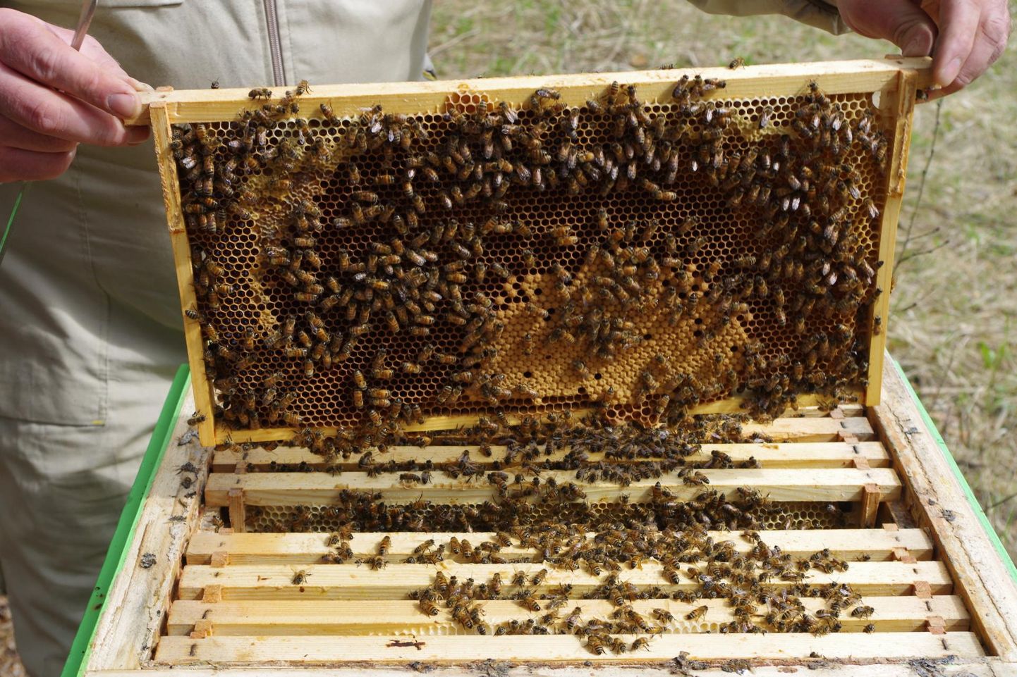 Mesinikud peavad tänaseks teatama PRIA-le mesilasperede arvu mesilates mai alguse seisuga.