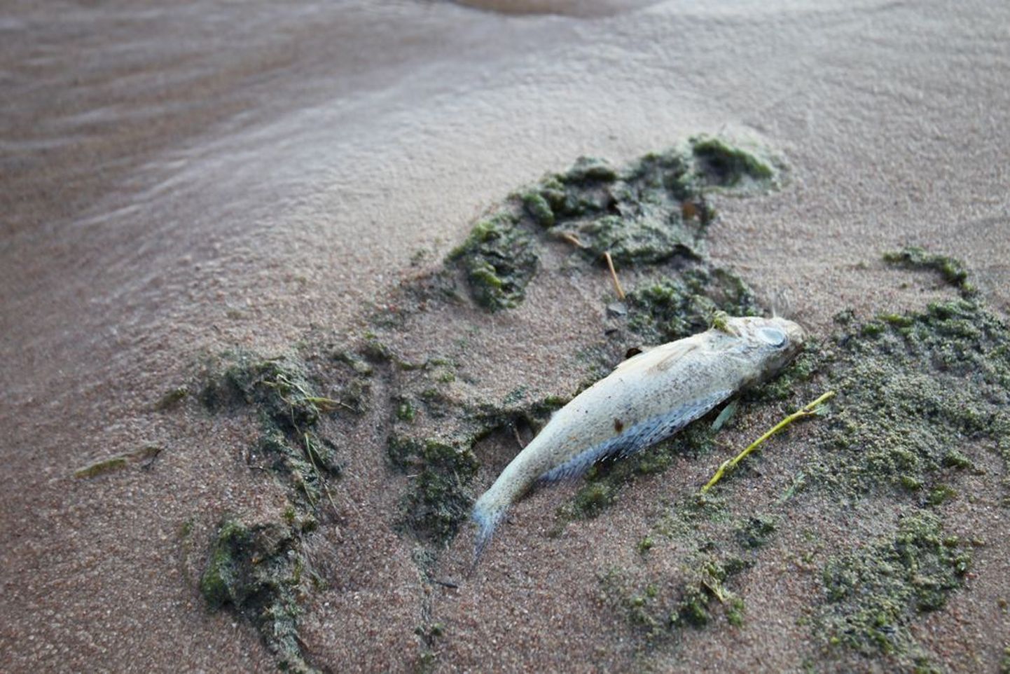 Vetikate vohamine Peipsil põhjustab ka kalade suremust kesksuvel.