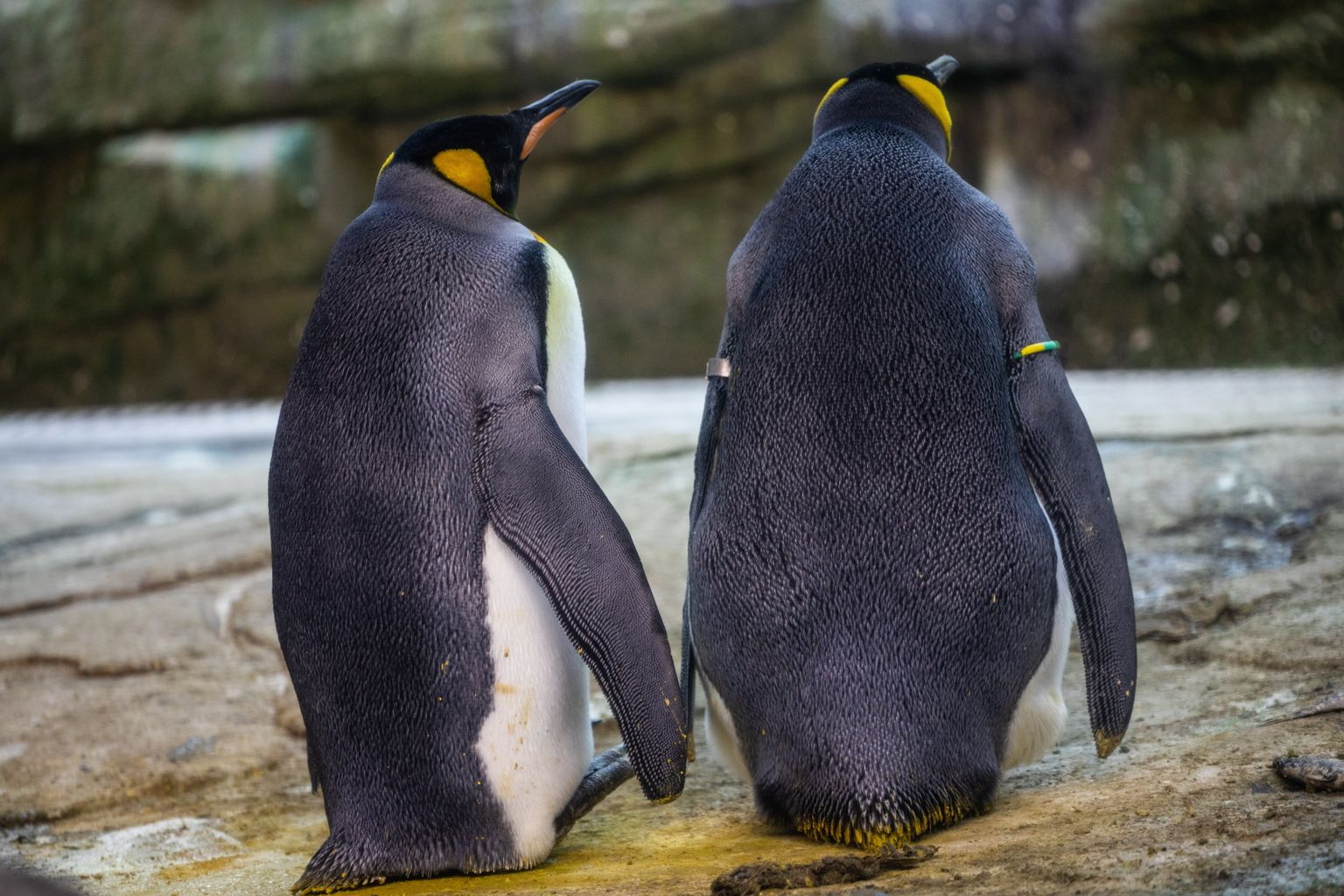 Geju pingvīnu pāris Berlīnes zoodārzā. 