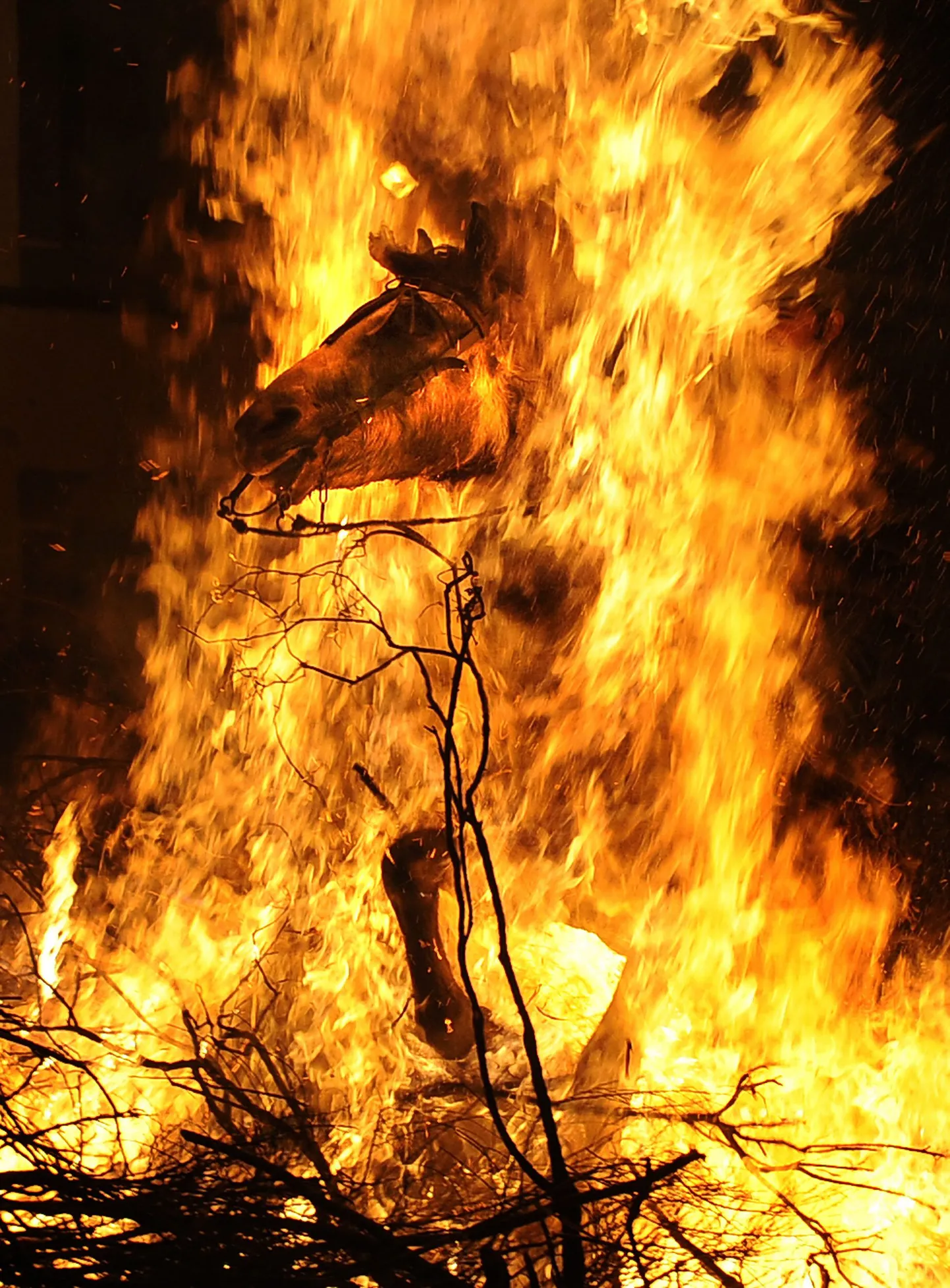 Hobune leekidest välja sööstmas