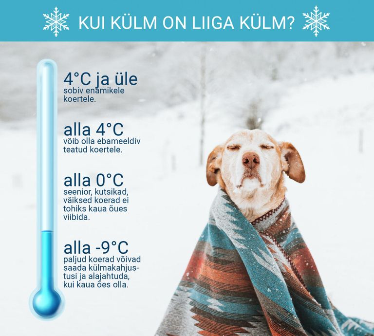 Külma mõju koertele.