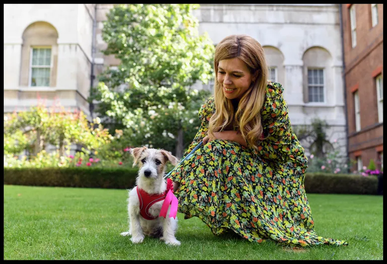 Briti peaministri residentsi uus elanik on Jack Russelli terjer. Pildil koos peaminister Boris Johnsoni elukaaslase Carrie Symondsiga