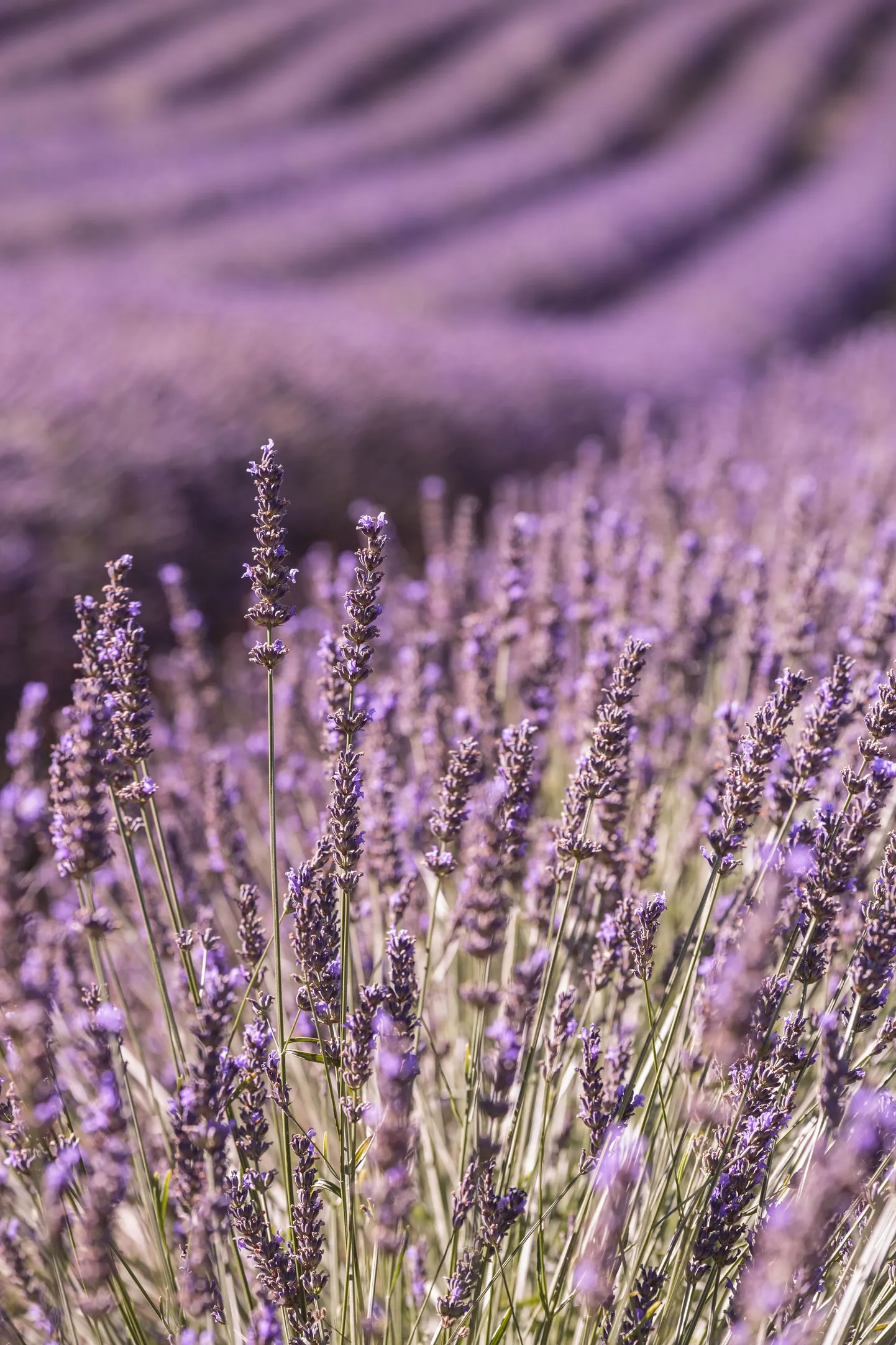 Lavendel.