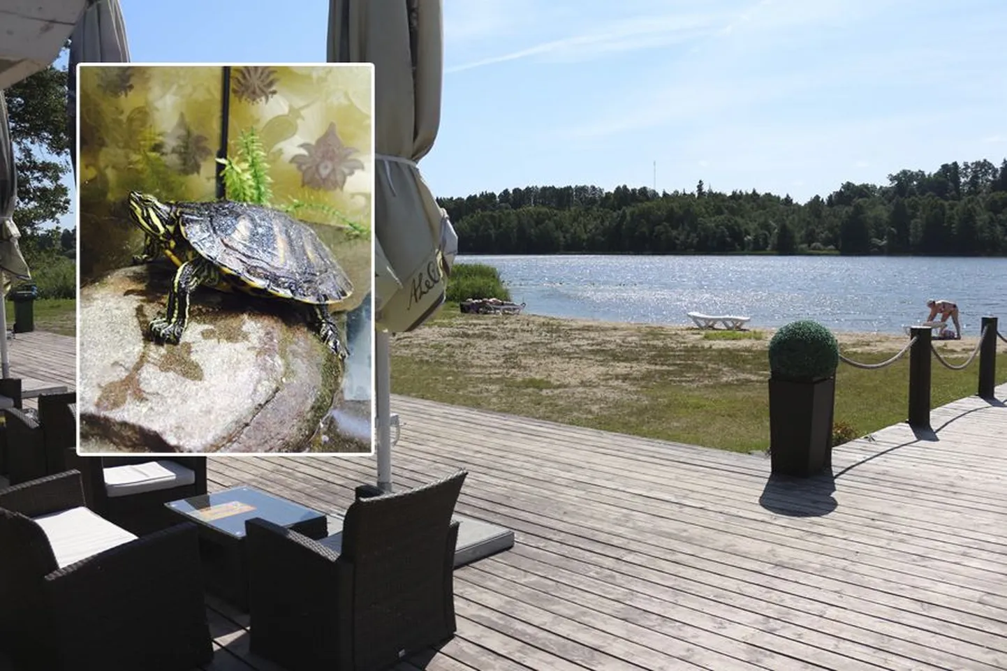 Kilpkonn Fernando lipsas peremehe käte vahelt järve Bangalo suvekohviku juures. Ehkki pole teada, kuhu ta suuna võttis ja mis temast edasi sai, võib oletada, et ta liigub praegugi selles piirkonnas.