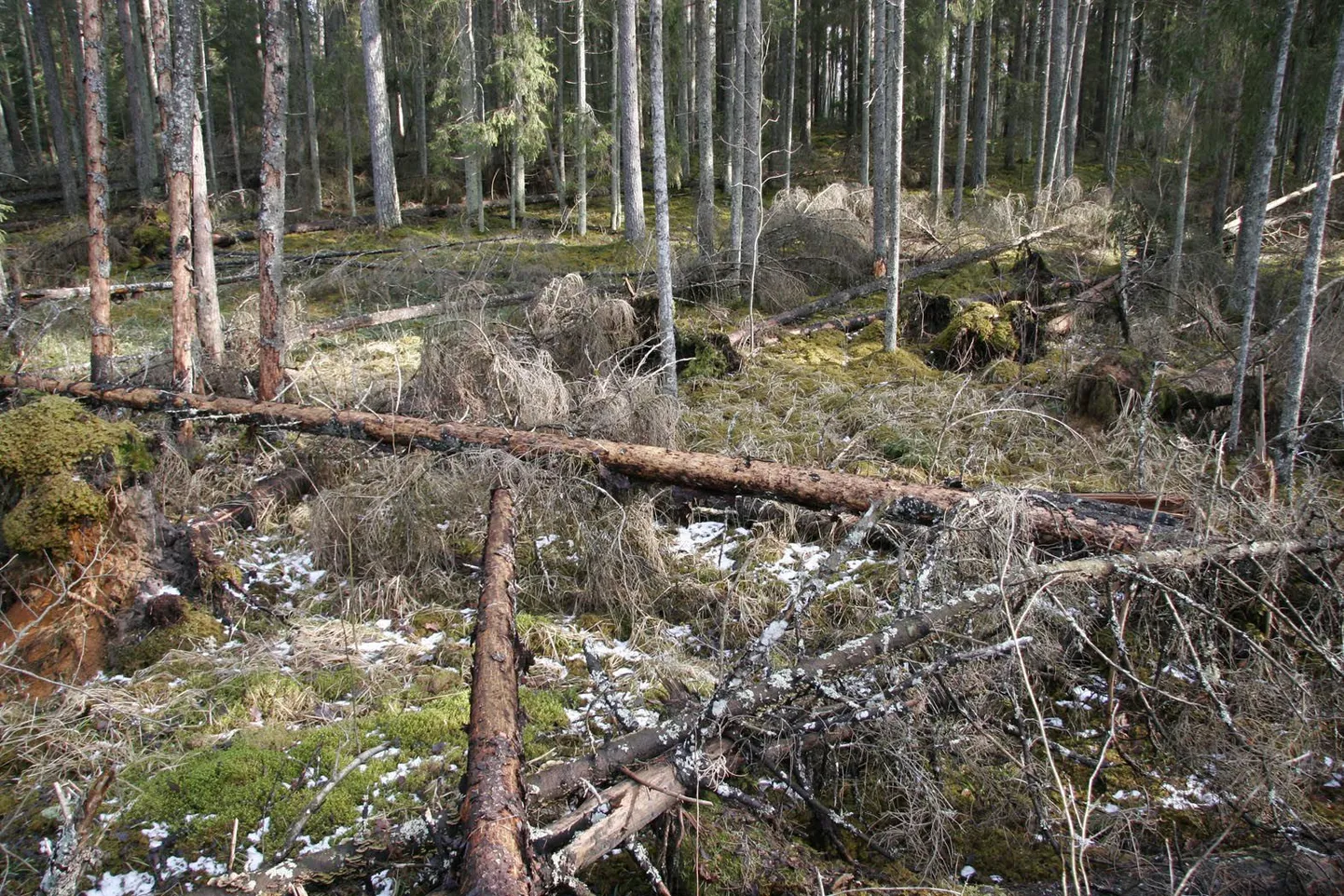 Metsas kipuvad inimesed eksima.