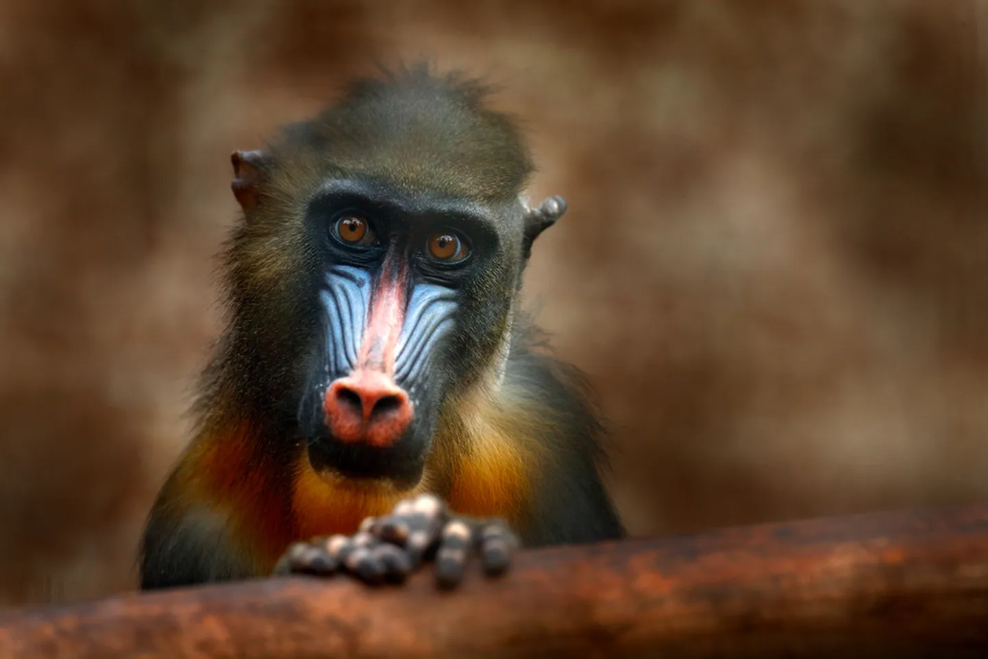 Mandrill.
