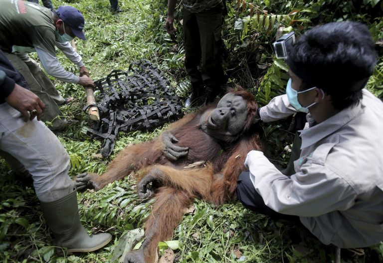 Juriidiliselt igati korrektse taastuvenergeetilise ja kliimasõbraliku sõnastusega katab Borneo saart majanduslik õlipalmide istandus. Sellised «rohepöörded» on tee hukatusse. Õlipalmiistandustele ette jäänud orangutanid hukkuvad.