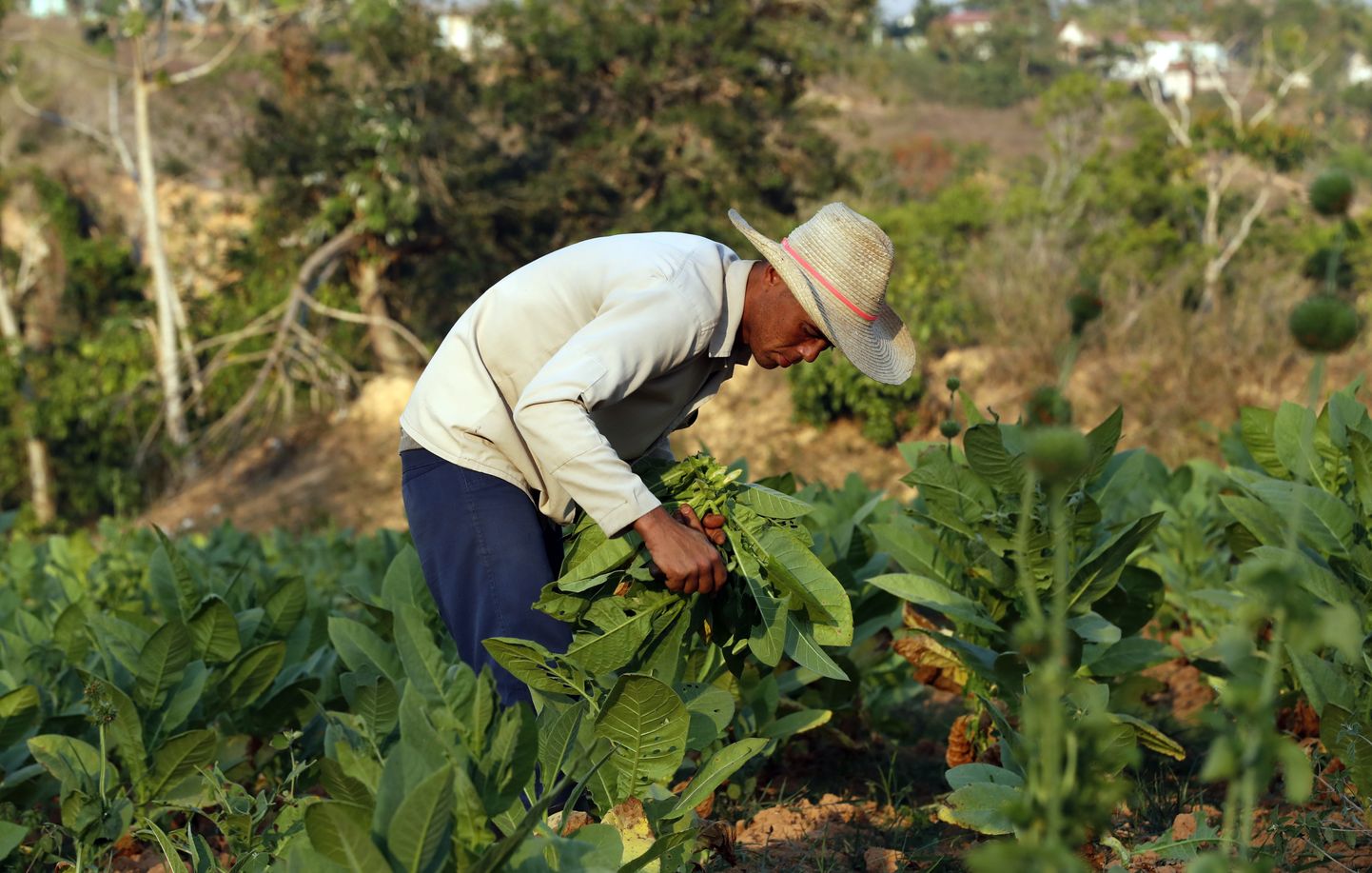 Kuuba farmer korjab tubakalehti.