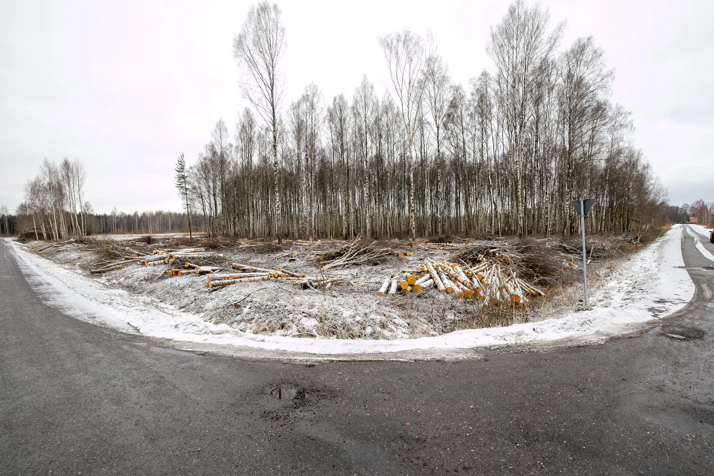 Nädalavahetusel Eametsas peatatud raietööd võivad jätkata: haruldase kakulise arvatav kodu osutus varesepesaks.