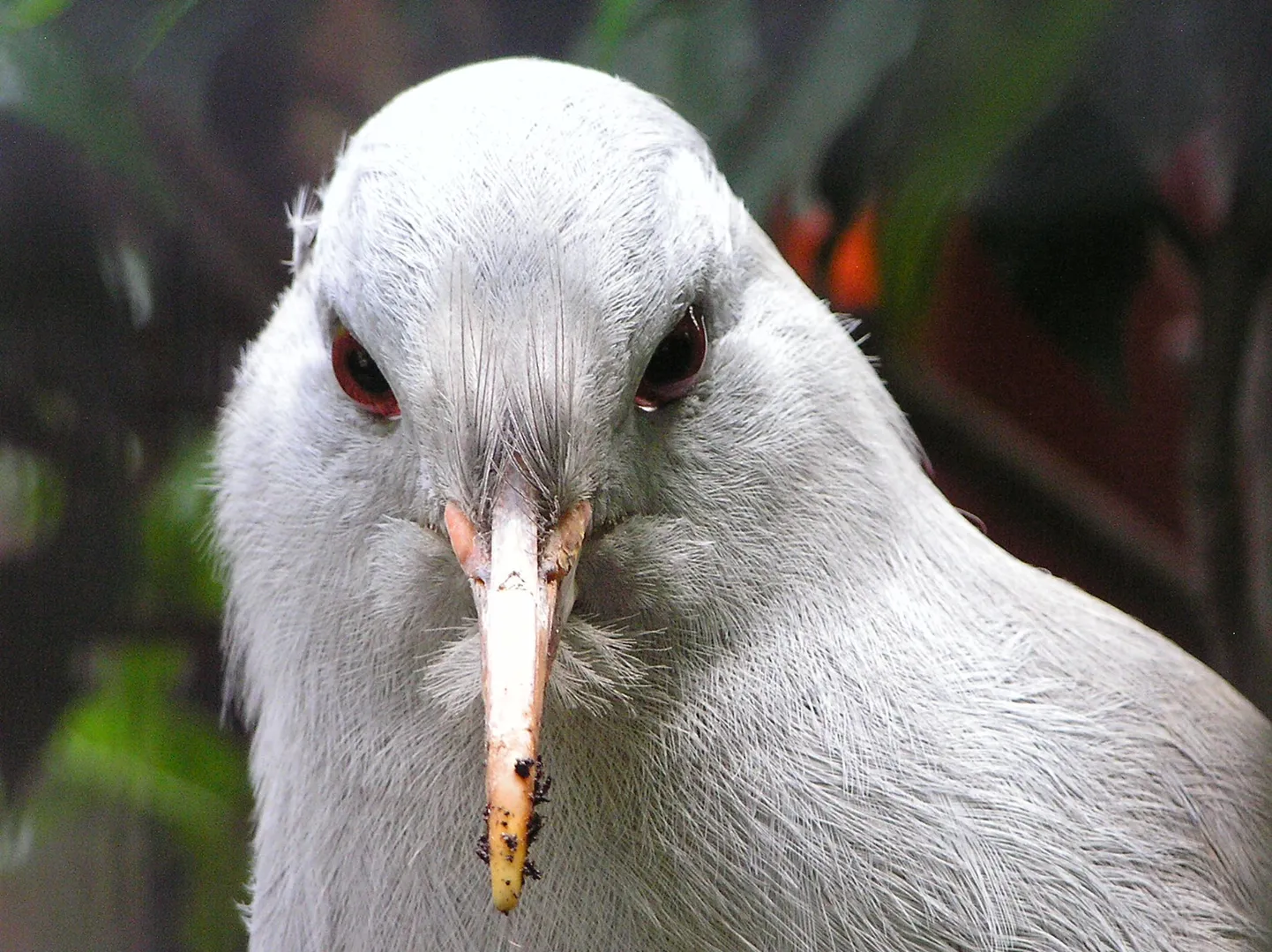Kagu noorlind.