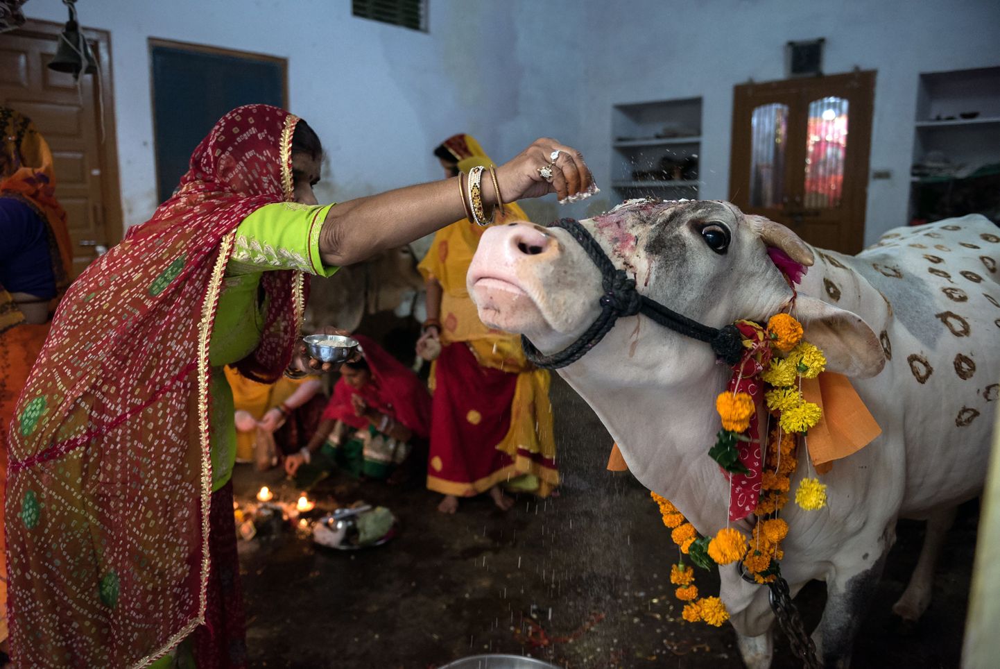 Naine puistamas andamit lehma ninale iga-aastase lehmade austamise festivali Vatsa Dwadashi ajal Rajasthani osariigis.