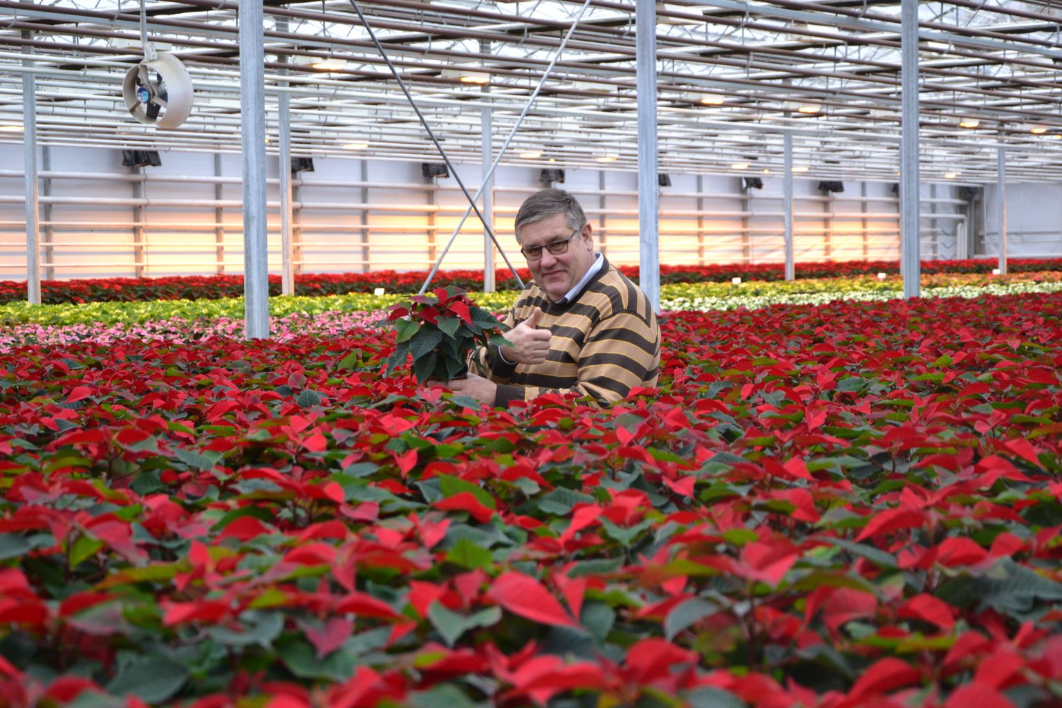 Nurmiko juht Jaak Ungerson räägib, et ehkki jõulutähti on Nurmikos kasvamas üle paarikümne värvi, eelistab eestlane kindlalt punaseid.
