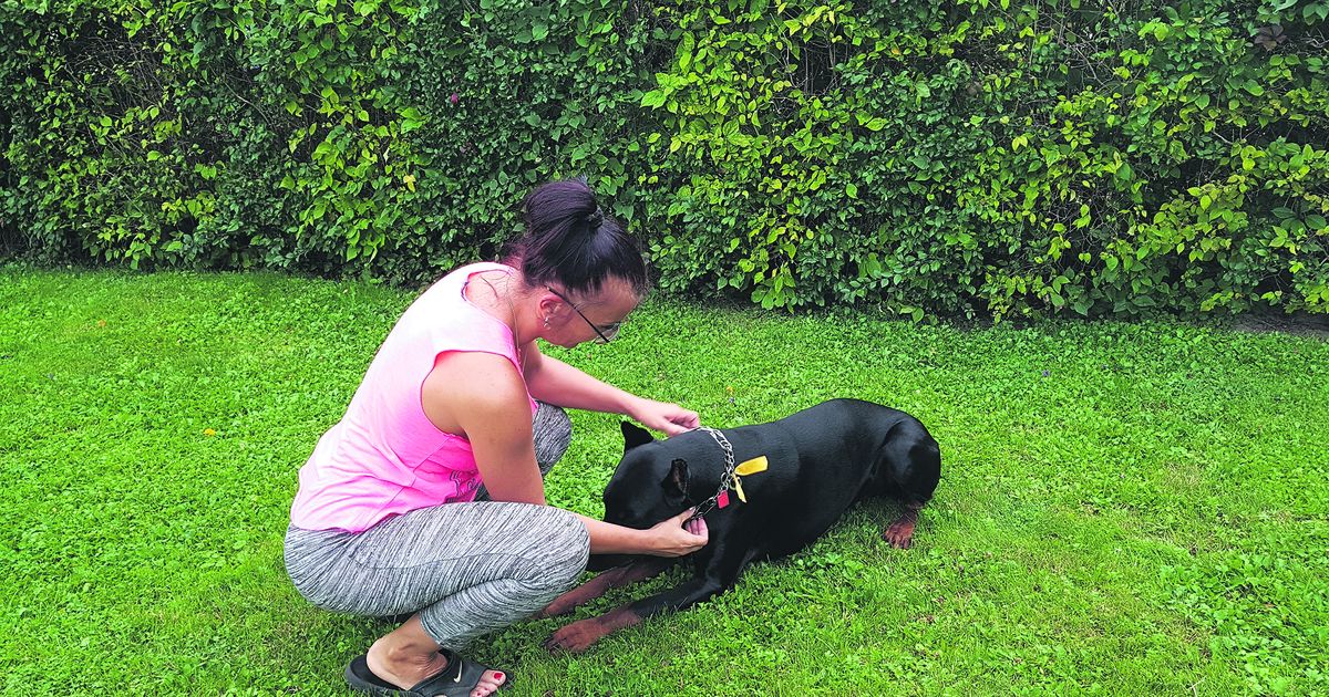 Kollase lindiga koer tuleb rahule jätta
