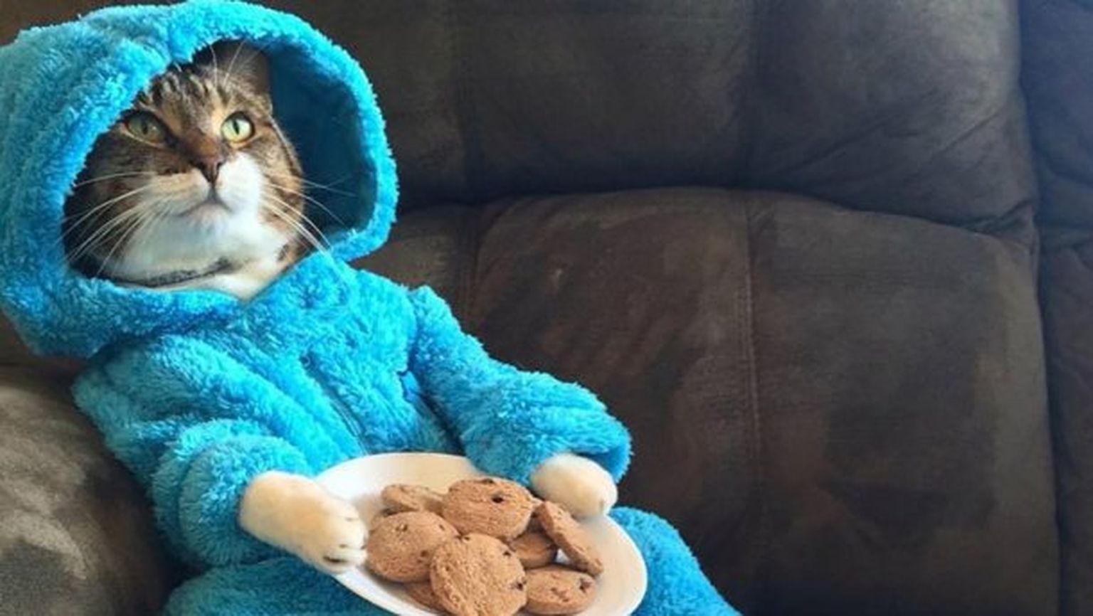 Кот в пижаме.