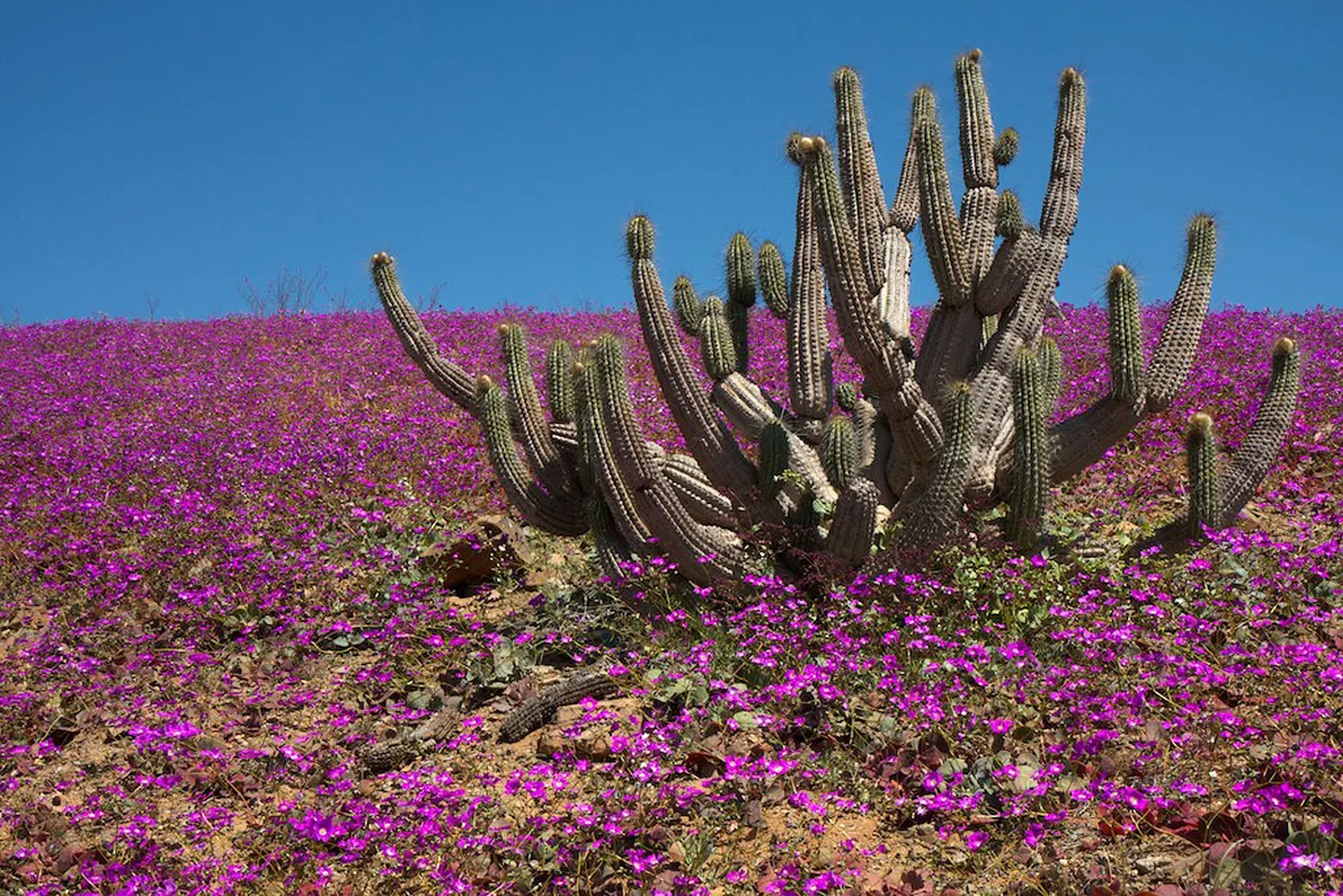 Õitemeri Tšiilis Llanos de Challes' rahvuspargis Atacama kõrbe servas.