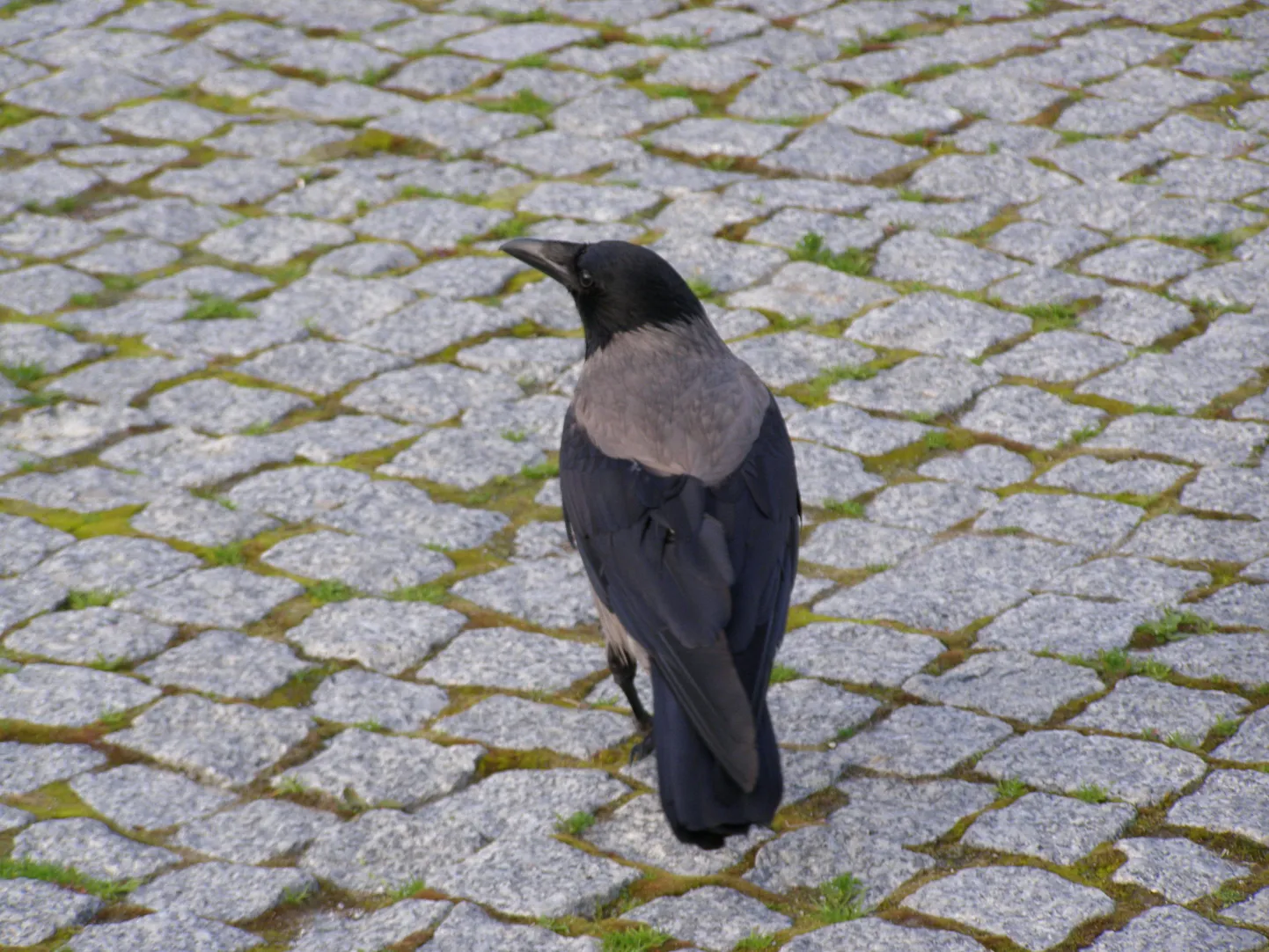 Vares
