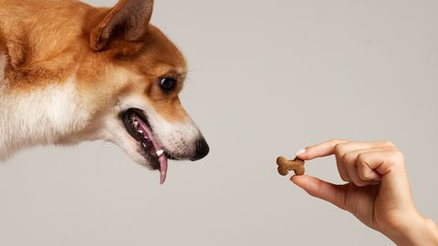KOERAOMANIKUD, TÄHELEPANU! ⟩ Kas sina tead, millised inimtoidud on koerale lubatud?