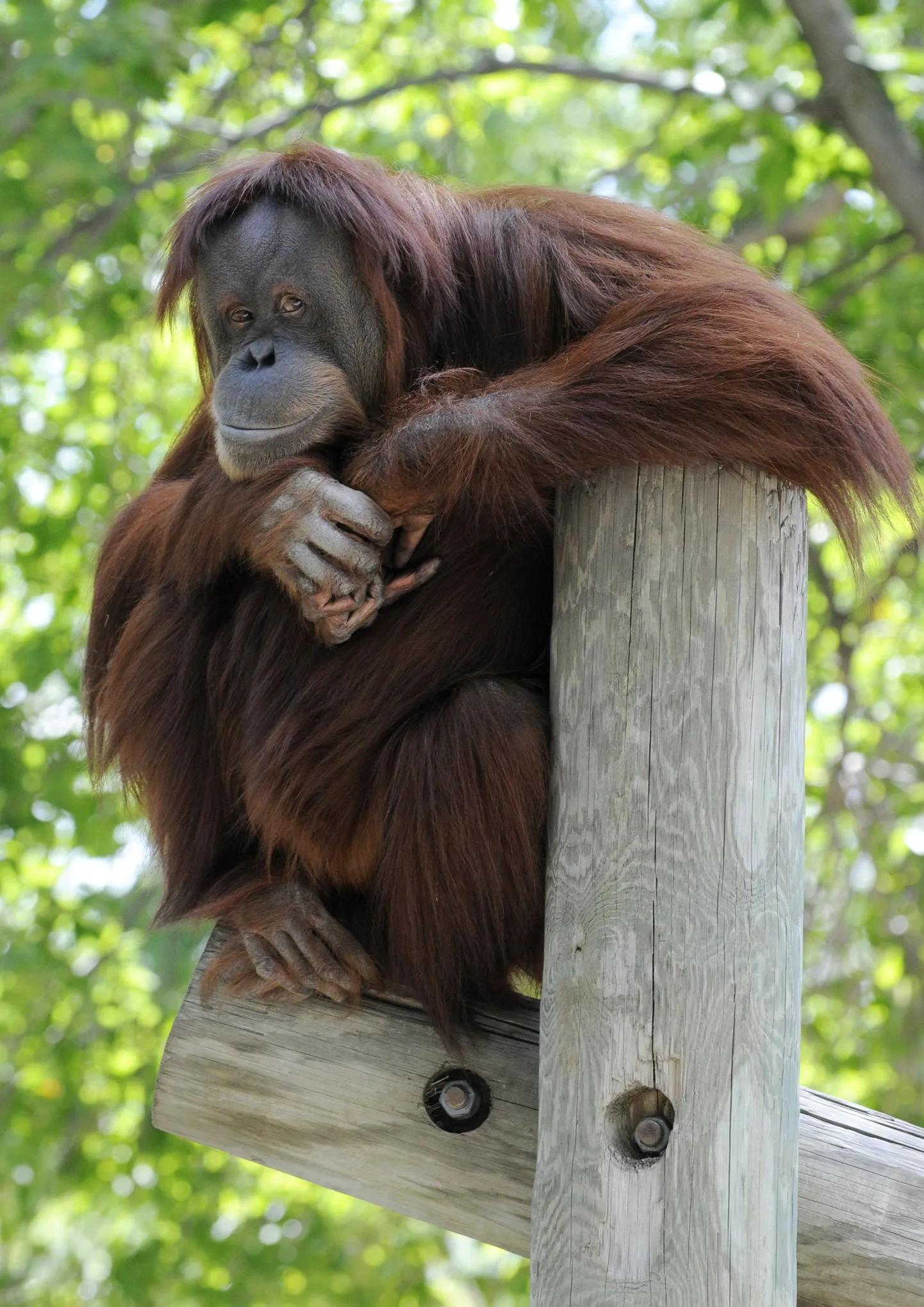 Orangutan