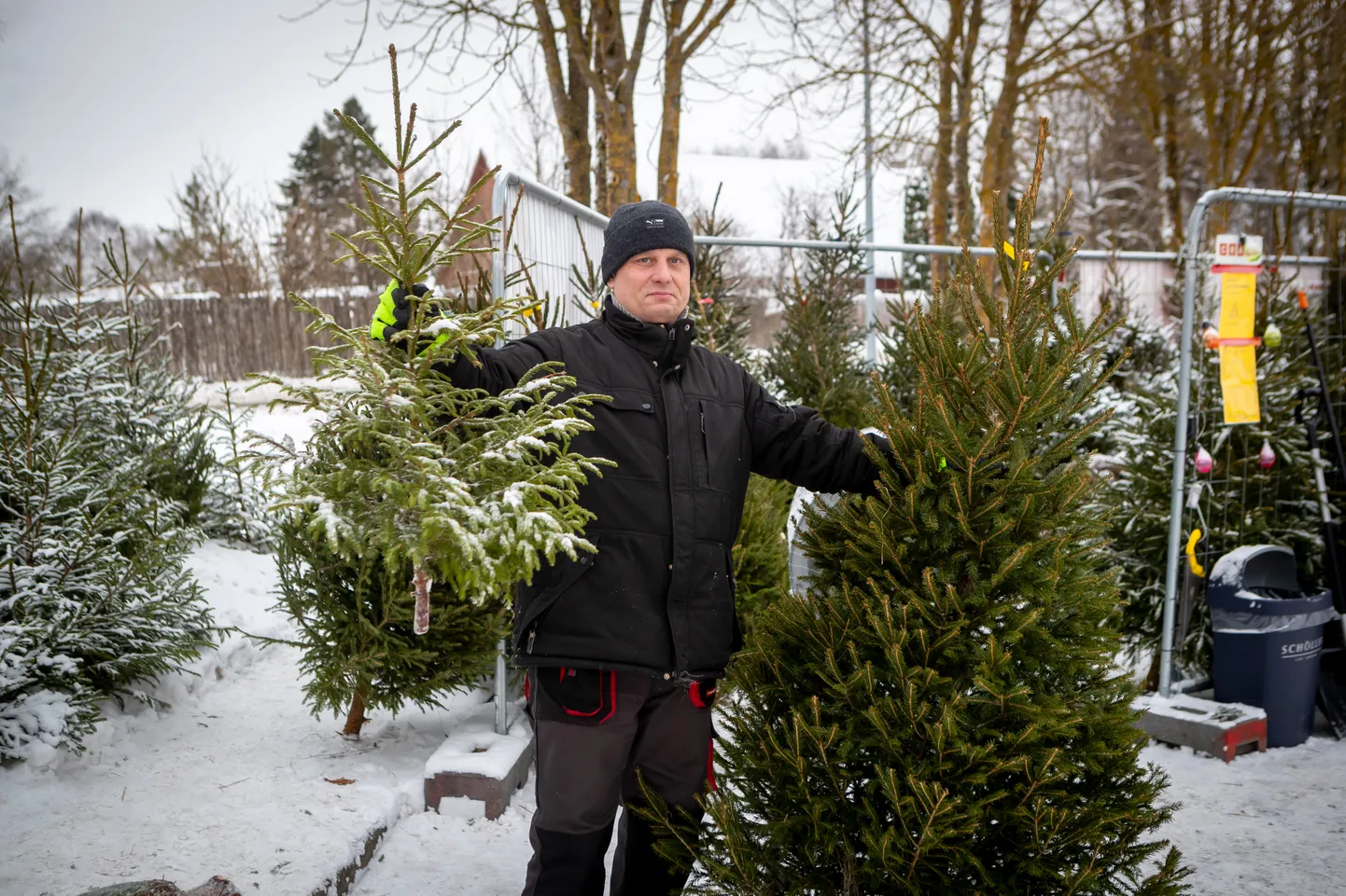 SUUR JA VÄIKE: Helko Tamme jõulupuude müügipunktis Kaubaaida parklas on jõulupuid poolest meetrist kuni kolme meetrini välja. Hinnad ulatuvad 7-st 54 euroni.
