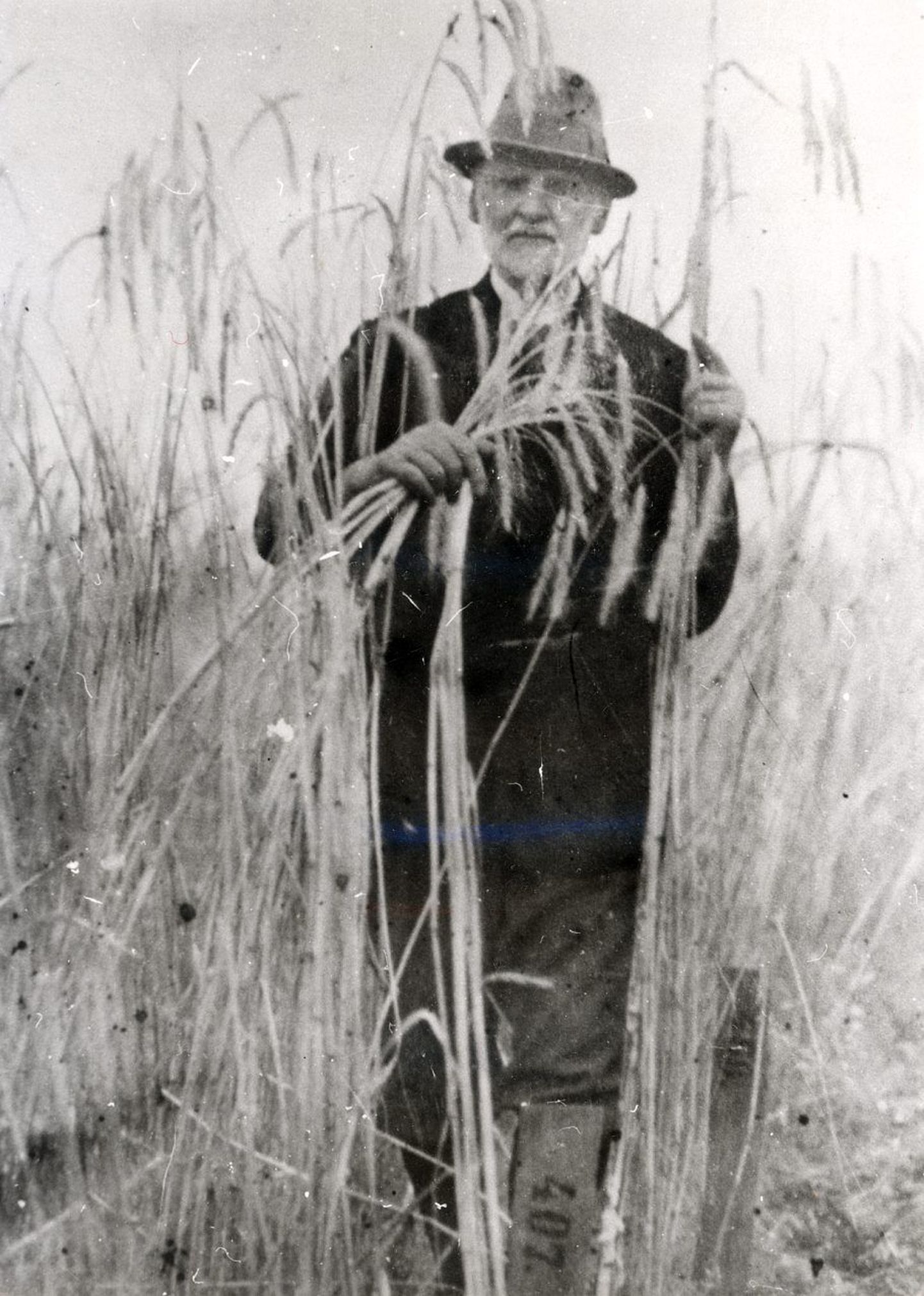 Berg Sangaste rukki katsepõllul (foto aastast 1928).