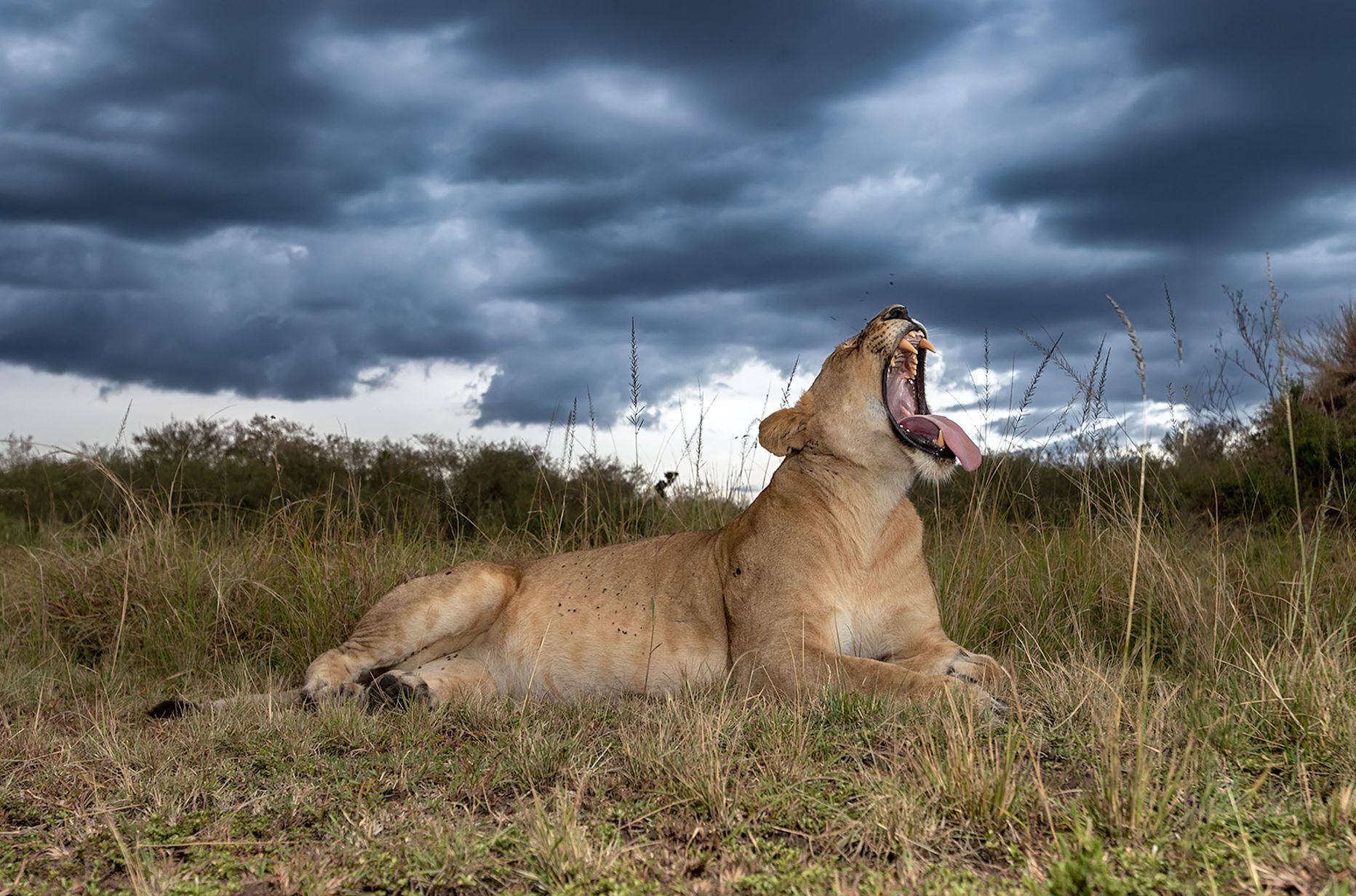Lõvi oma tavapärases elupaigas Keenias. Nüüd on üks tema liigikaaslane sattunud aga Berliini lähedale metsa