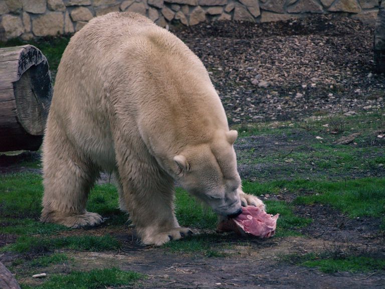 Белый медведь Распутин. 