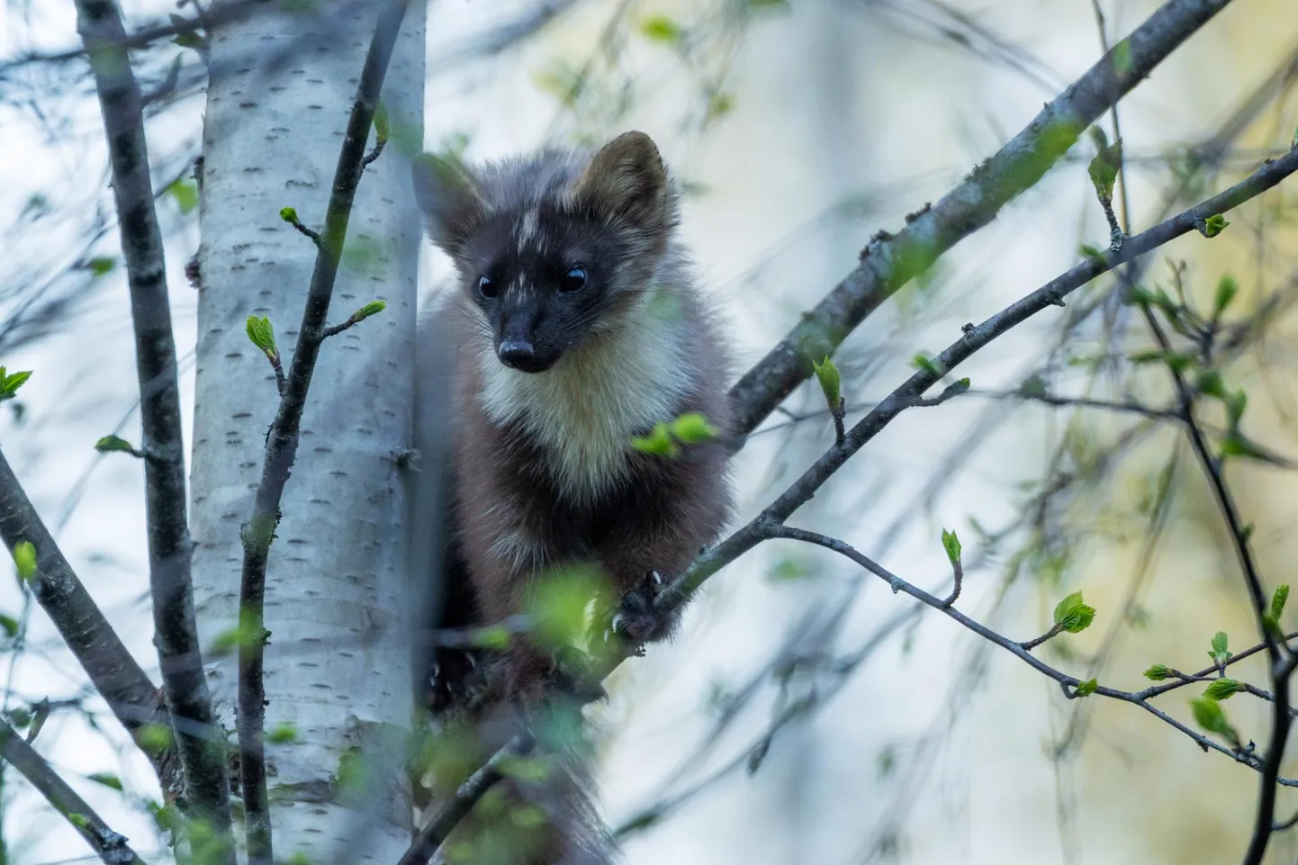 Metsnugis jäi looduspiltnikule silma mitmel päeval ja võib arvata, et pesarüüstamine piirkonnas jätkub.