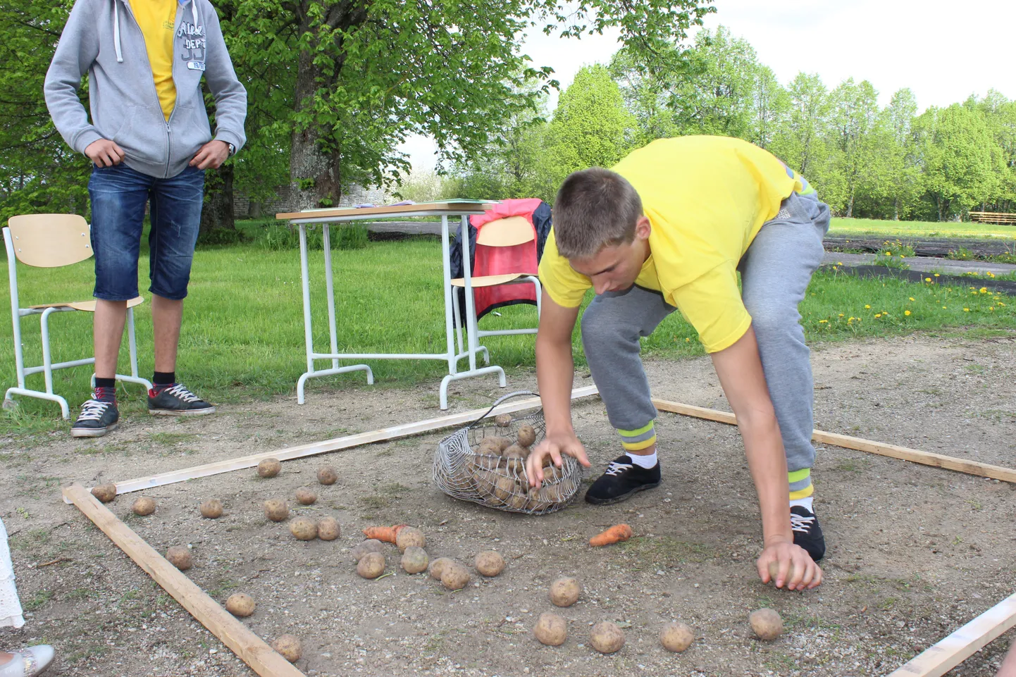 Üks noortalunike mitmevõistluse aladest - kartuli noppimine, on kavas ka VIP-ide viievõistlusel.