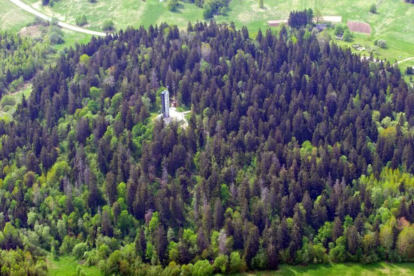 Suur Munamägi.