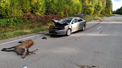 "Nu nevar būt, ka man viss ir kārtībā." Kā notika Miķeļa sadursme ar briedi un ko no tās var mācīties citi