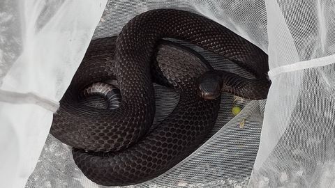 В Ида-Вирумаа была обнаружена змея, которой не должно быть в Эстонии