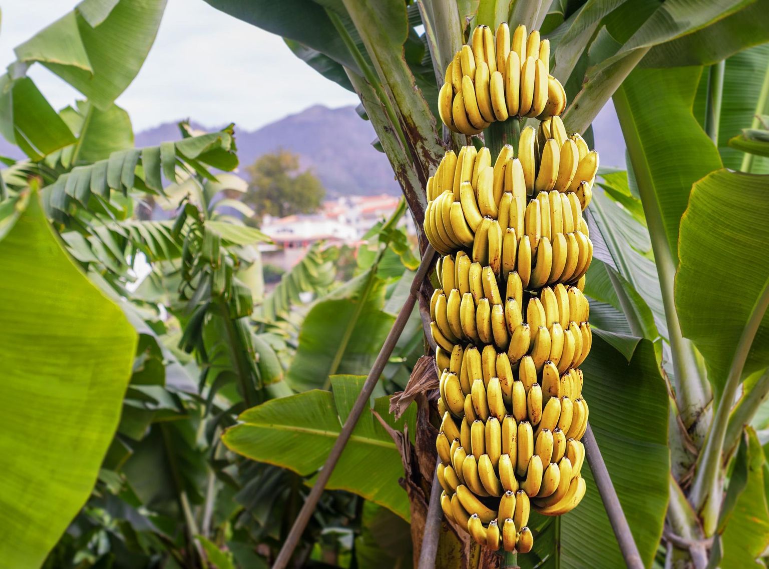 Banaan on ainus puuvili, mida võib seedimisprobleemide korral rahulikult süüa.

 