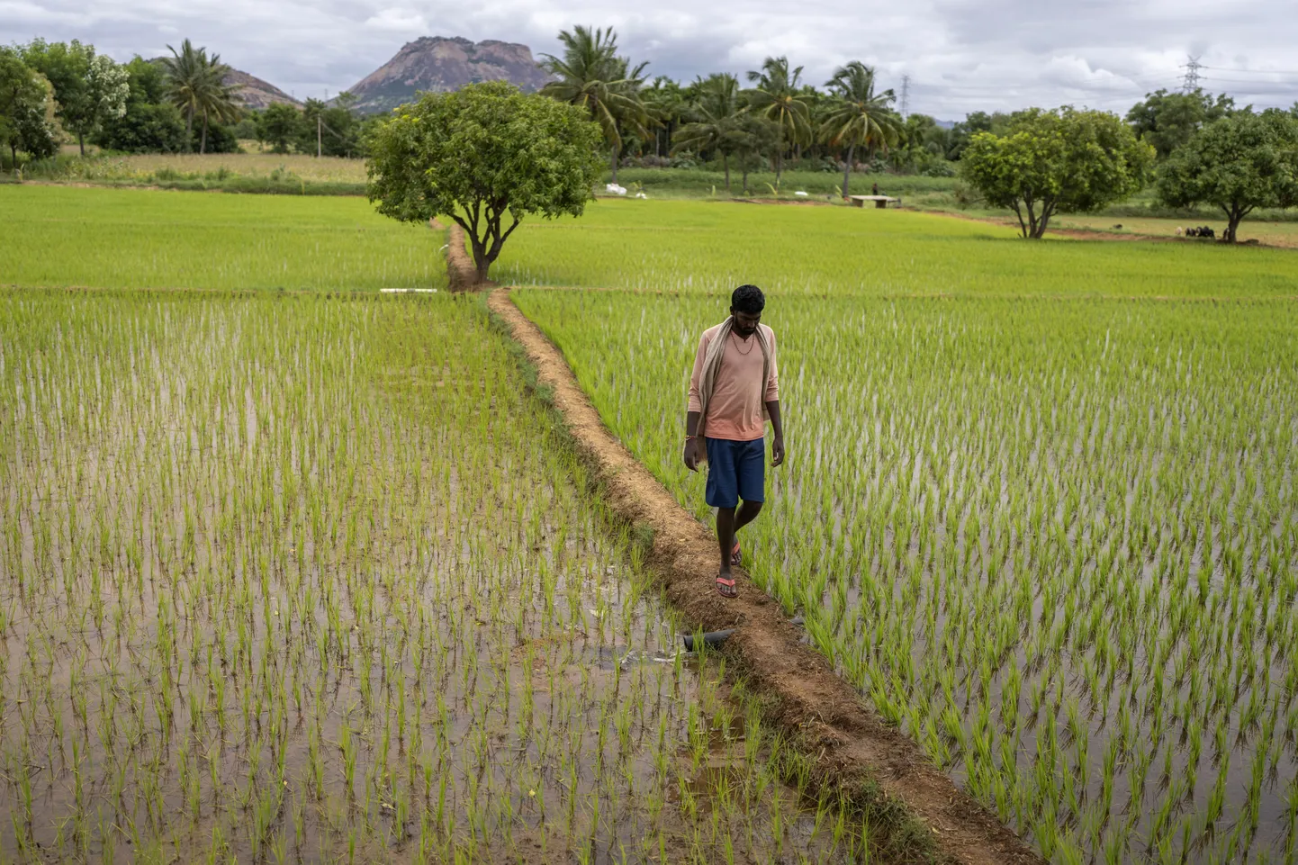 Рисовые поля в штате Андхра-Прадеш, Индия.