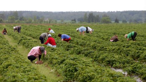 Полиция Финляндии подозревает компанию по сбору ягод в торговле людьми