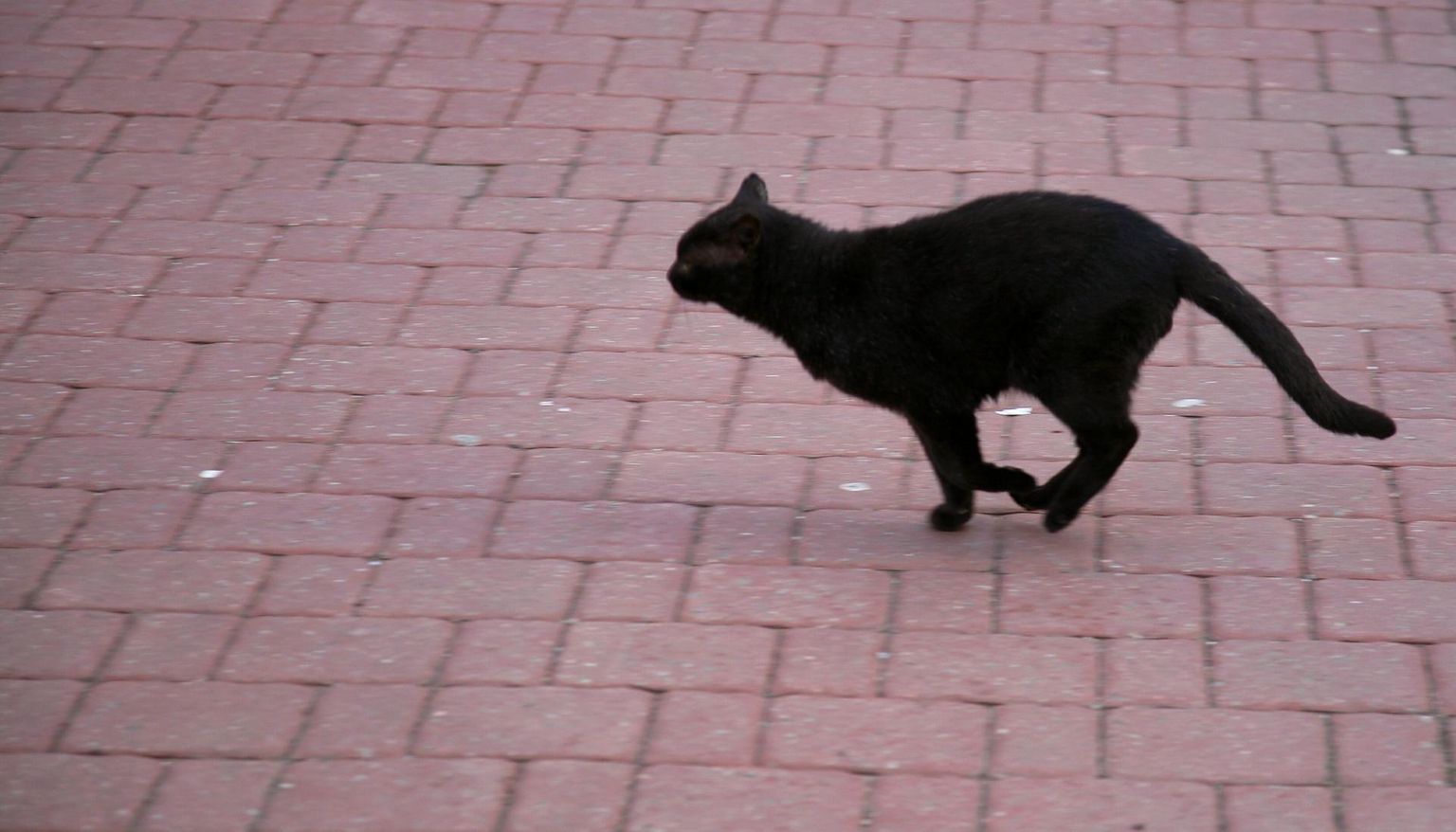 Kaljukits ei tohiks selles musta kassi süüdistada, kui on oma sõbraga tülli pööranud.