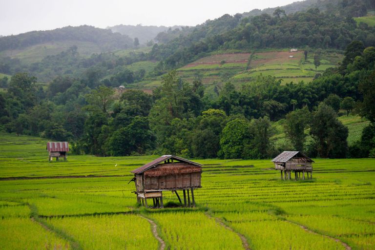 Põhja-Tai riisipõllud