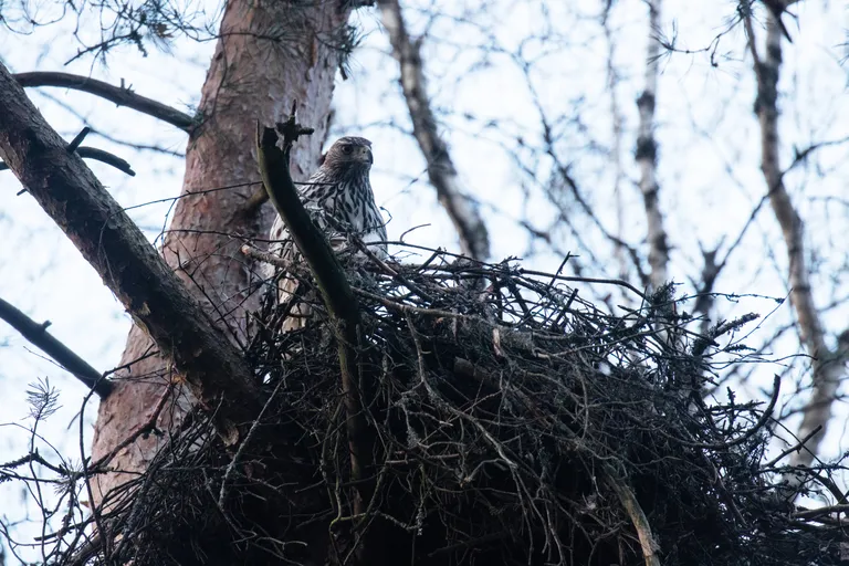 Kanakull vajab pesakohana vana metsa, seepärast ohustab selle linnu arvukust enim metsaraie.
