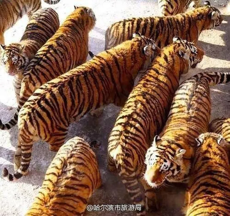 Kitsad elamistingimused.