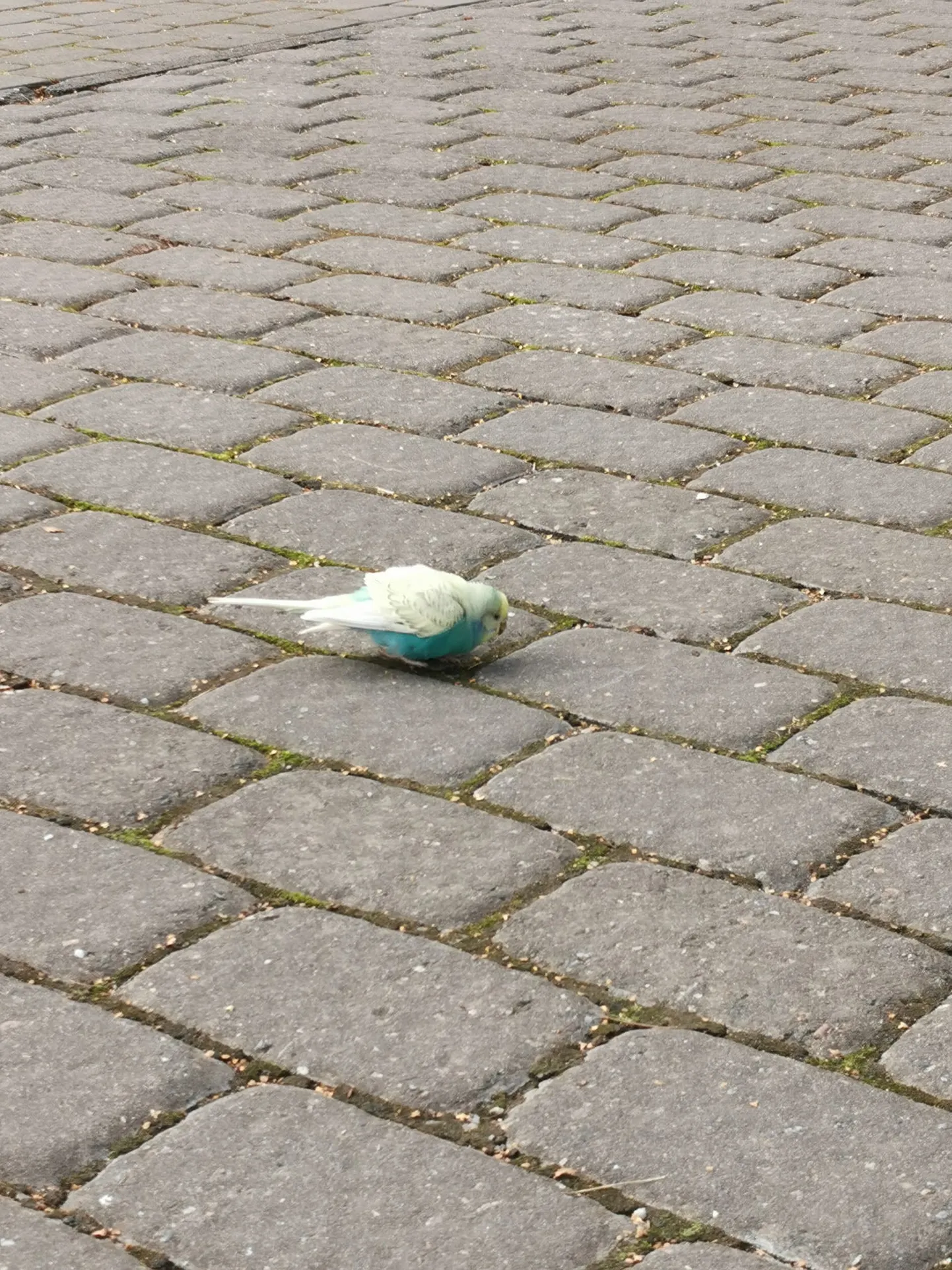 Lennusadama juures ekselnud papagoi.